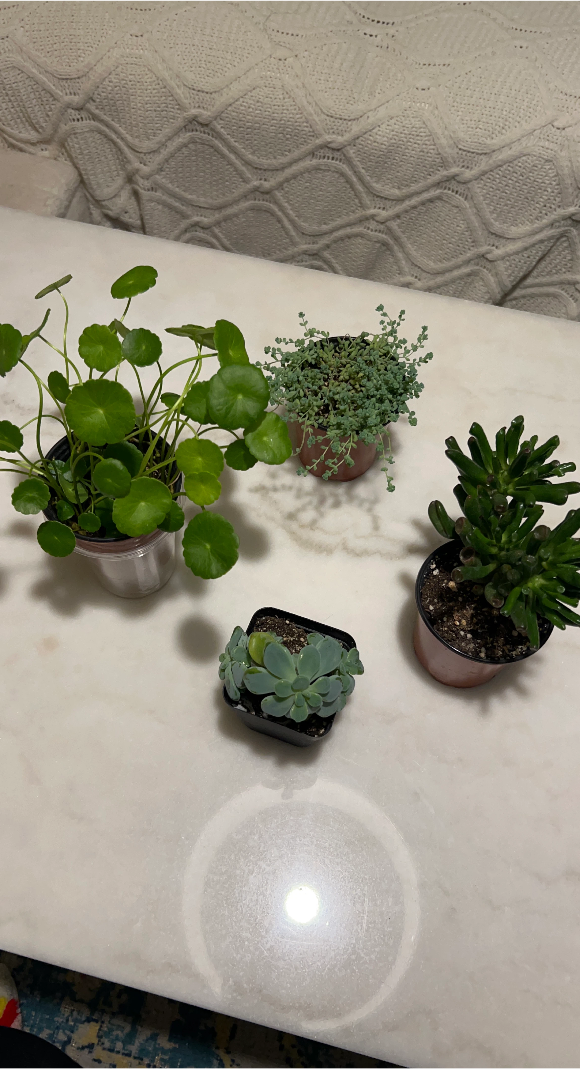 Assorted Succulents🥕 image indicator(1)