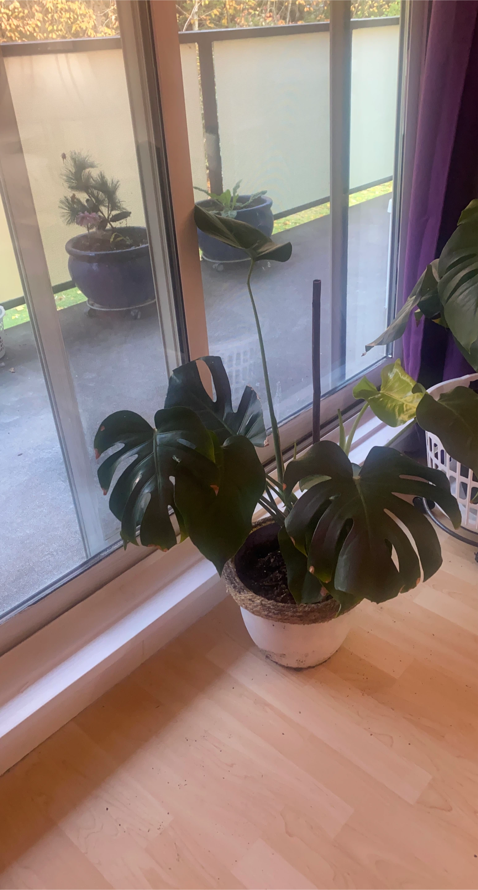 Monstera Plant with Pot image indicator(1)