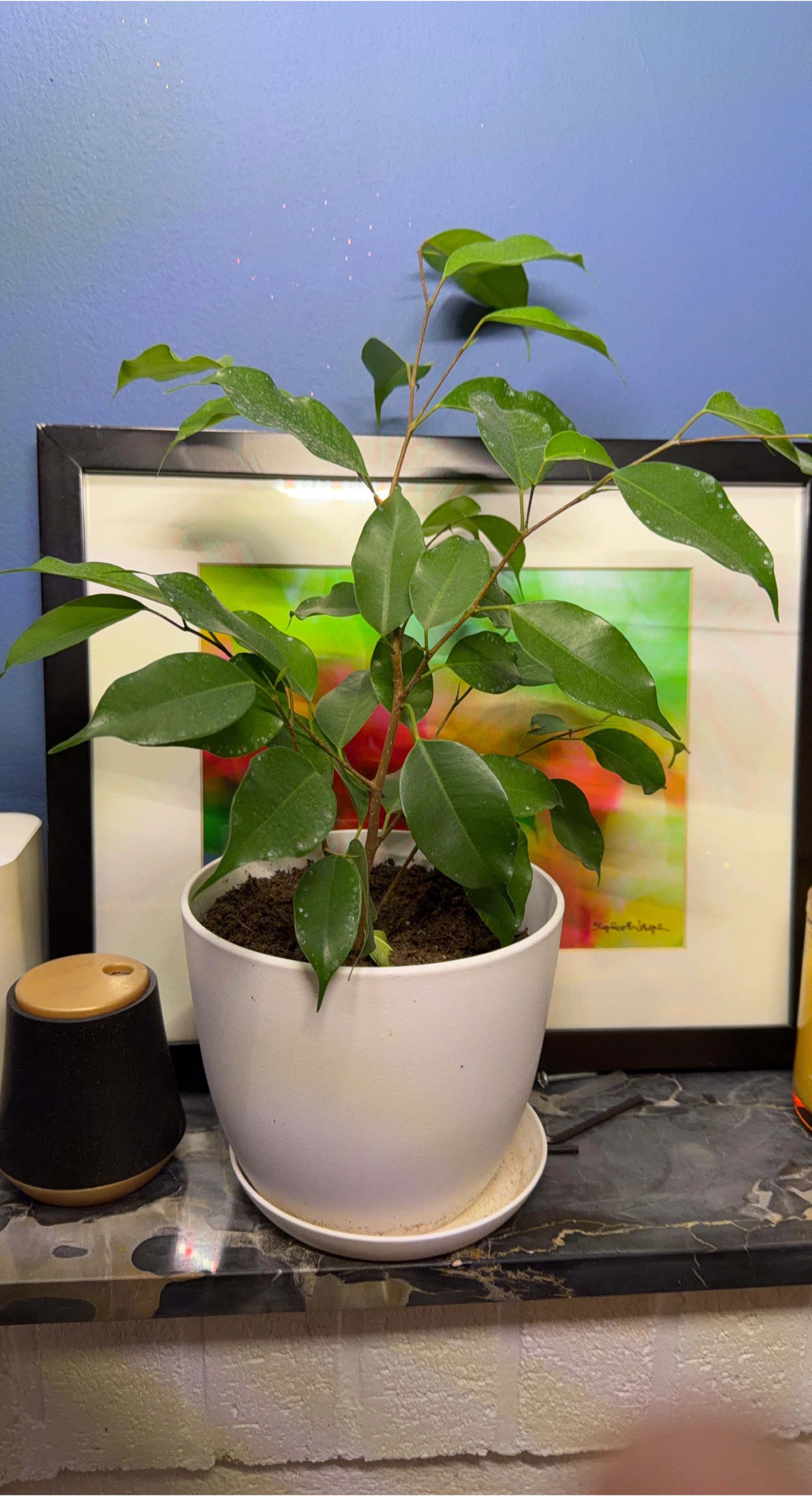 Ficus Benjamina Plant in White Pot thumbnail