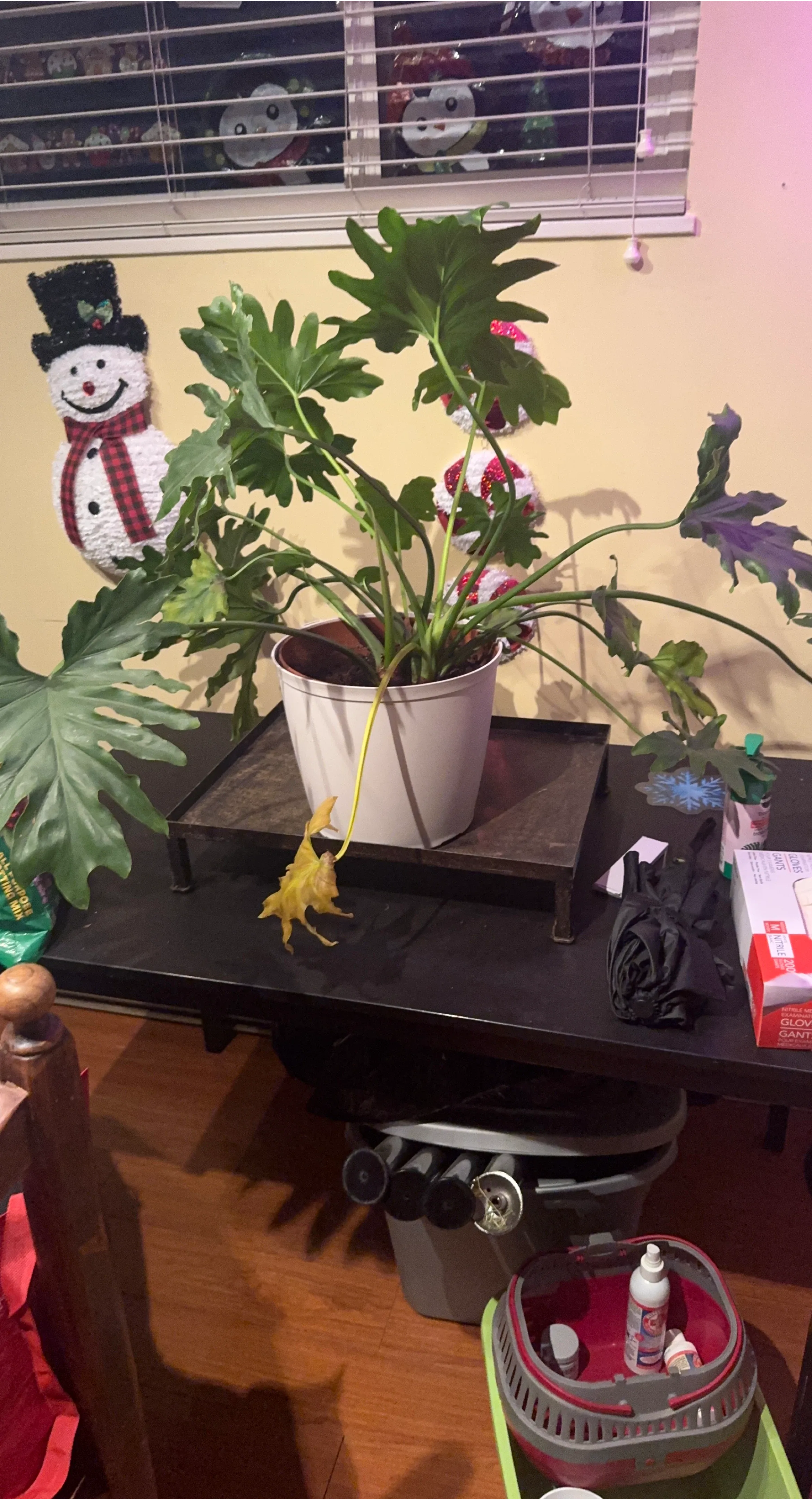 Potted Philodendron Selloum Plant