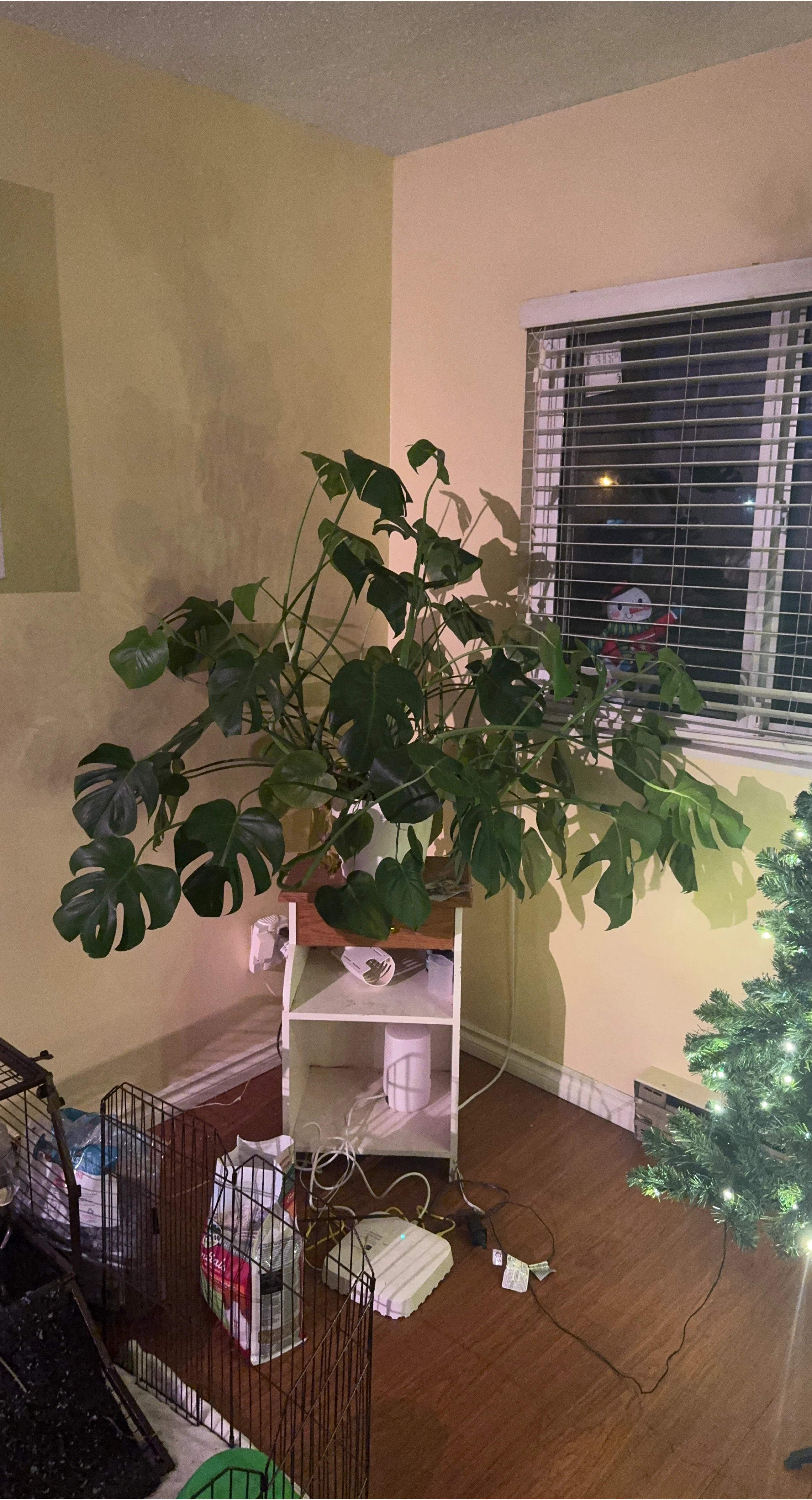 Monstera Deliciosa Plant