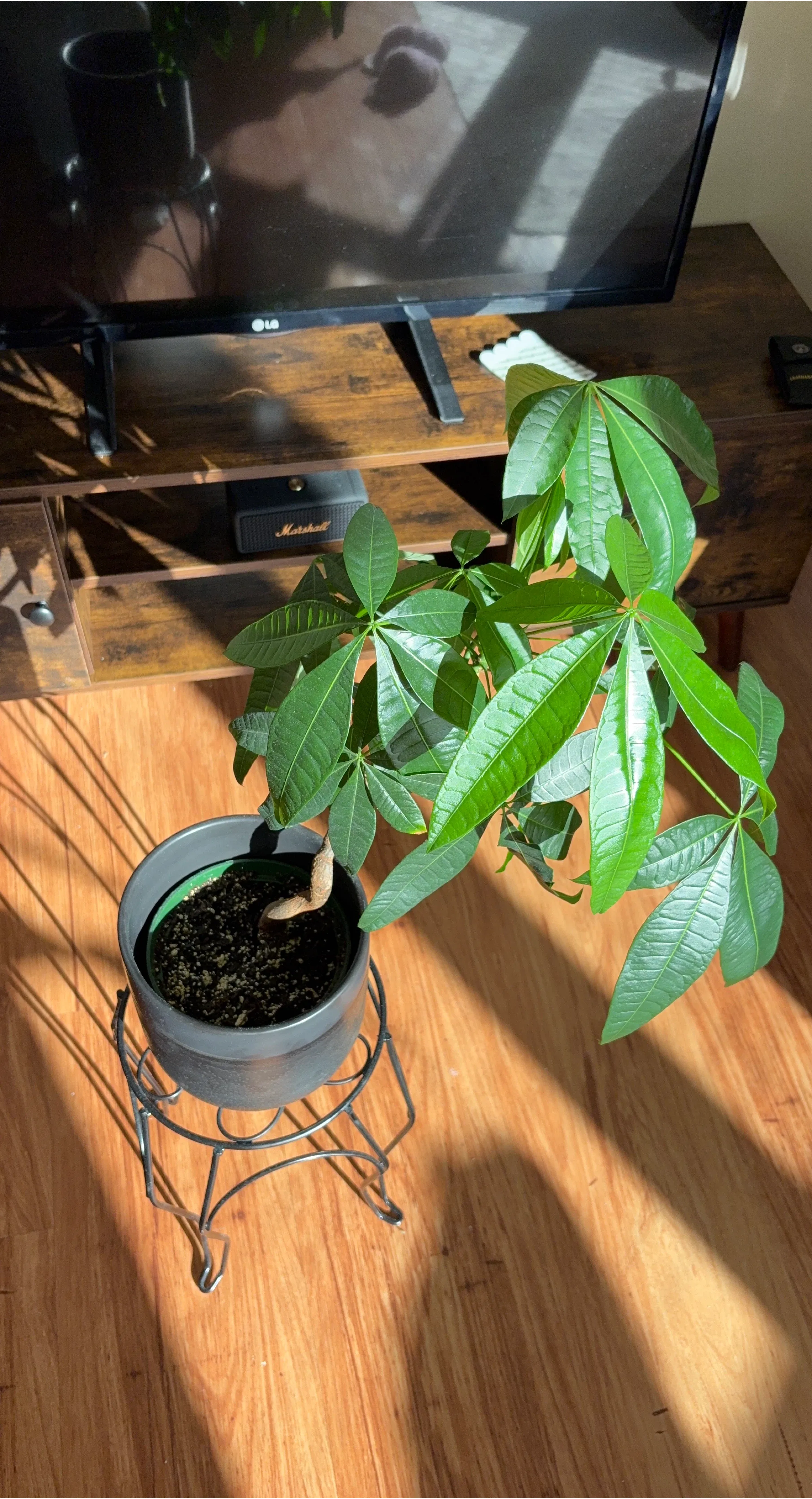 Money Tree in Black Pot with Metal Stand