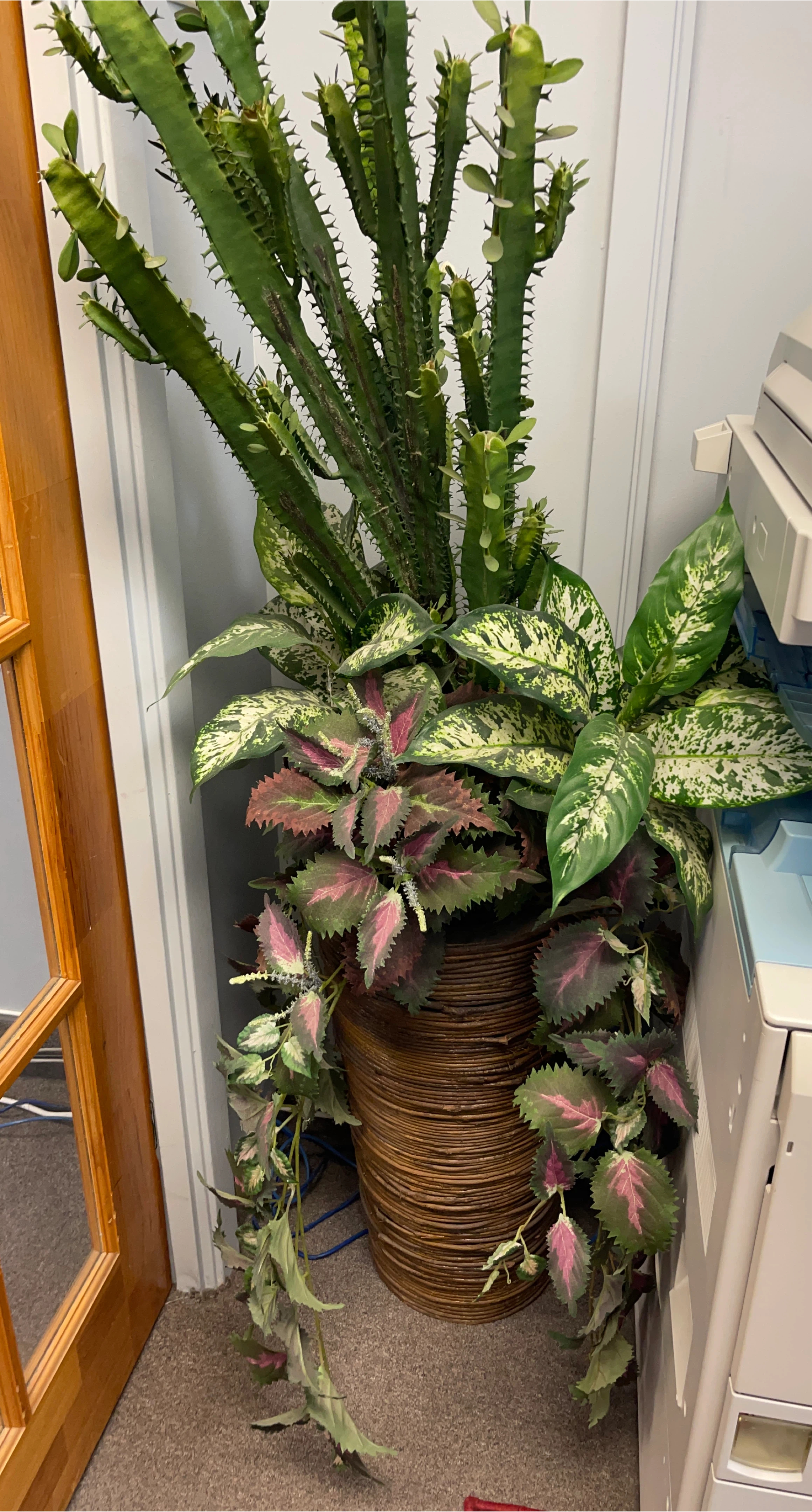 Potted Plant Arrangement