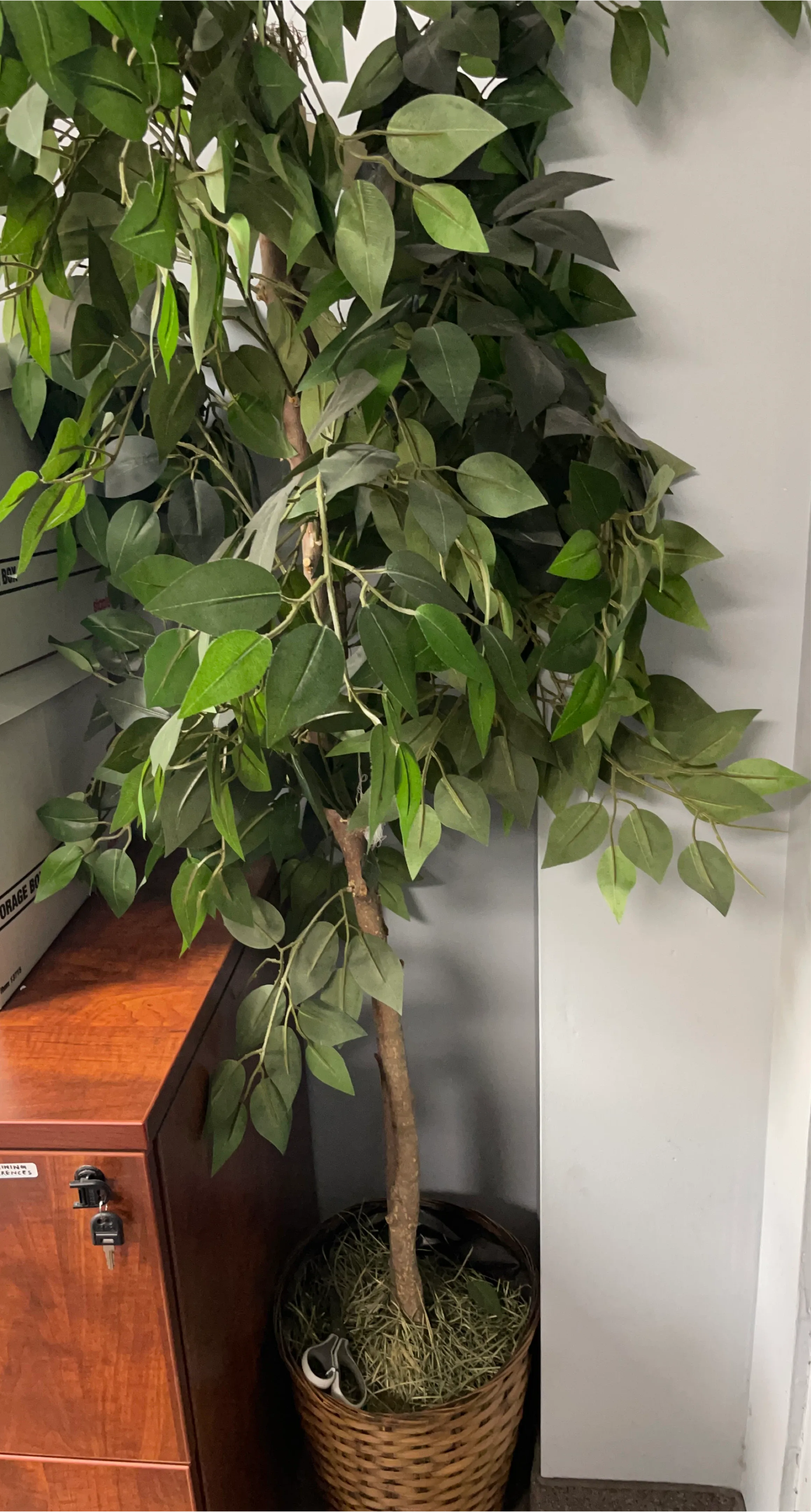Faux Ficus Tree in Basket