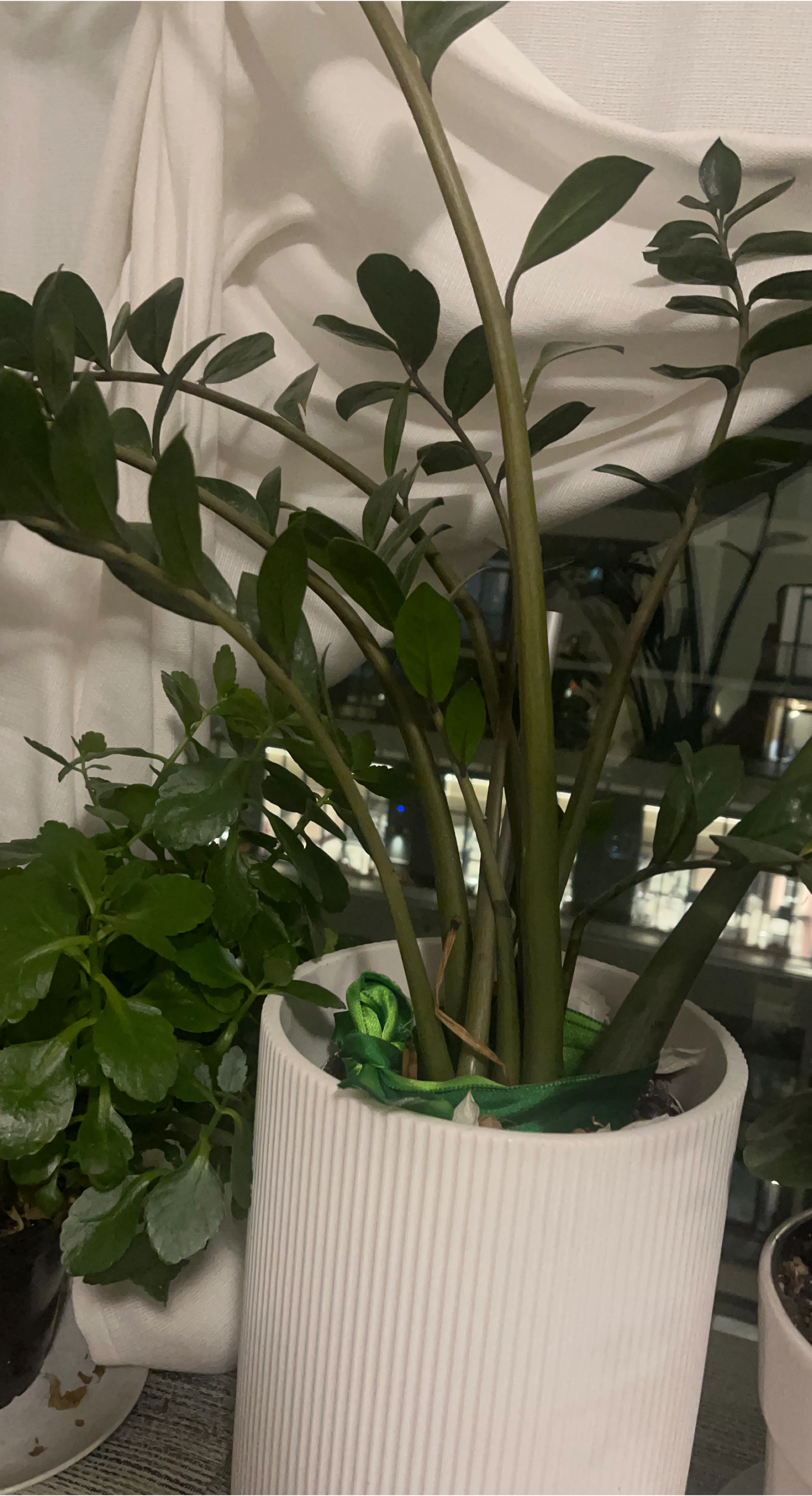 ZZ Plant in White Ribbed Pot