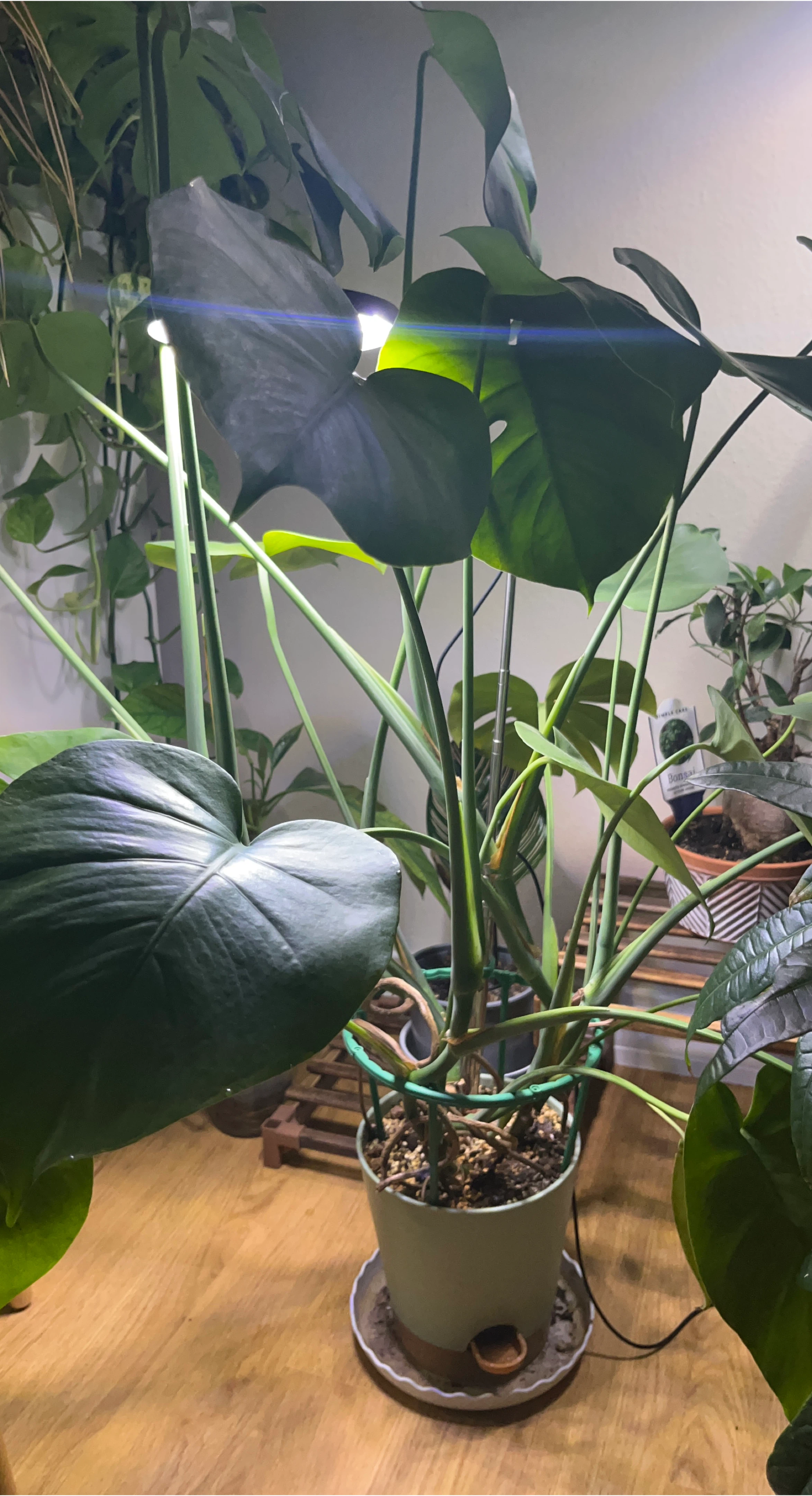 Monstera Plant