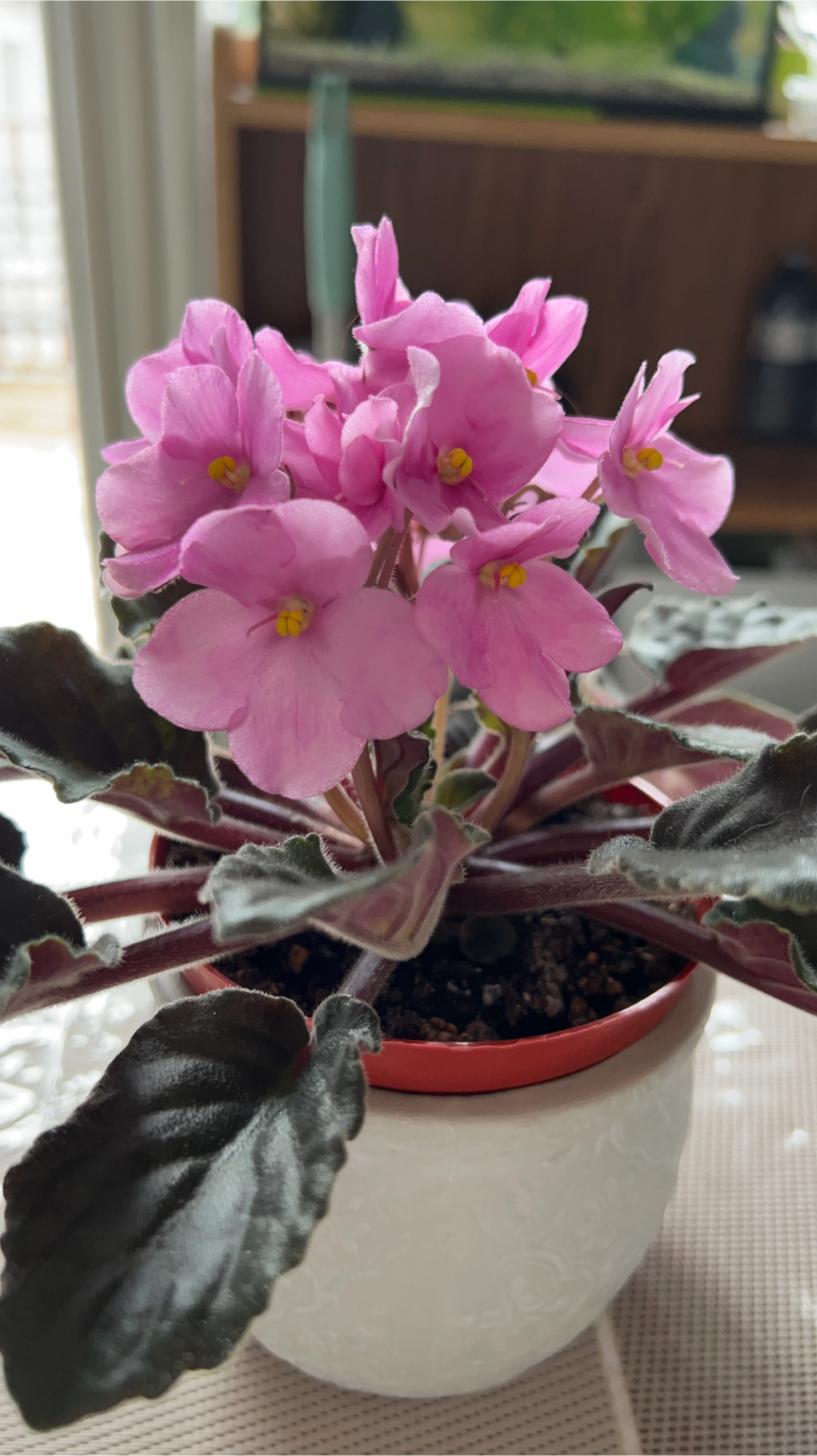 Potted Pink African Violet
