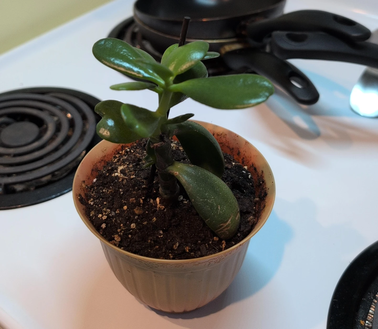 Jade Plant image indicator(8)