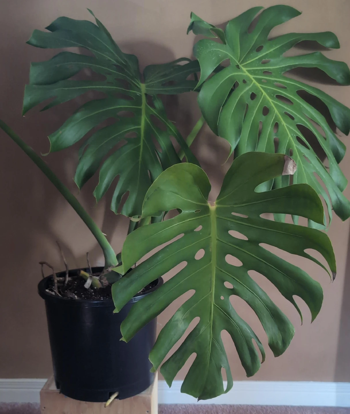 Monstera Plant (large tropical plant)