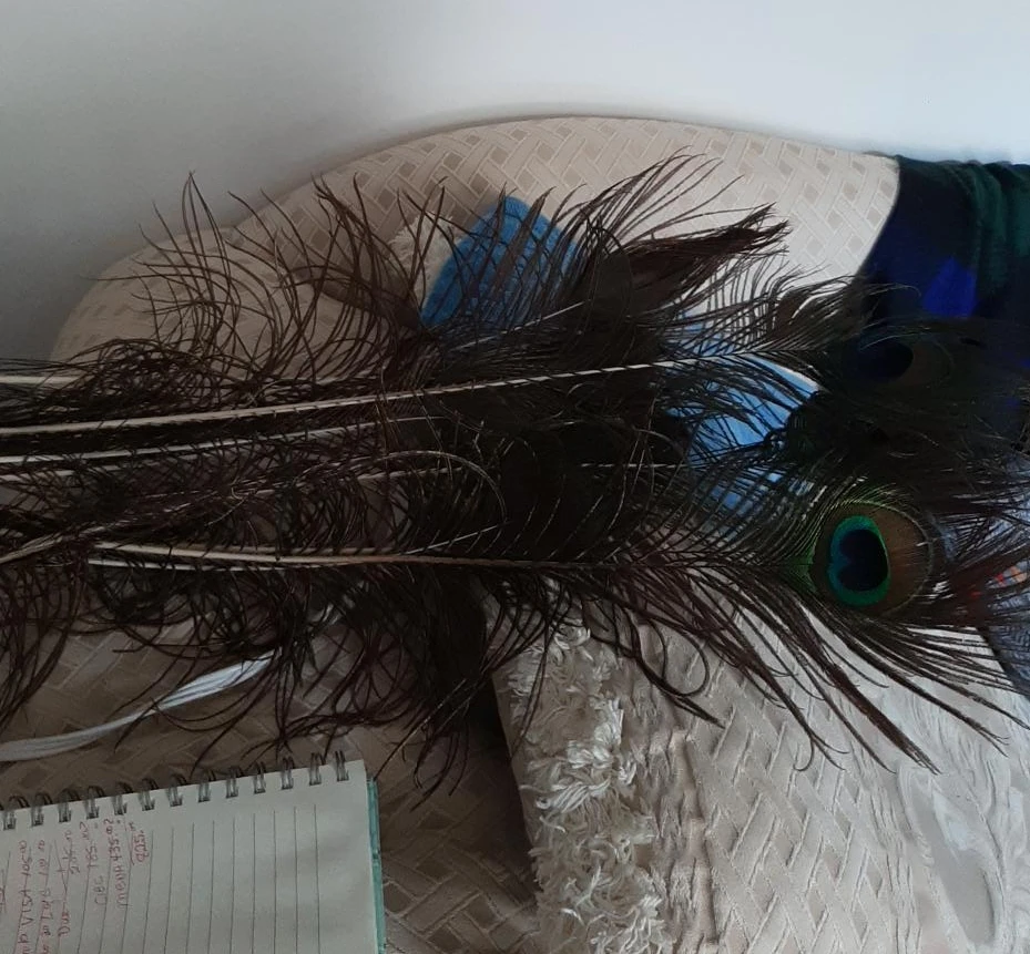 10 Peacock Feathers