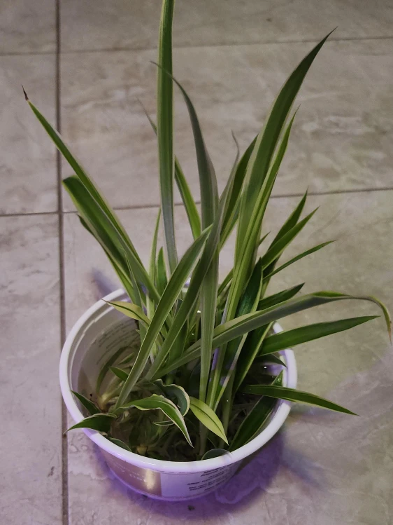 Spider Plant