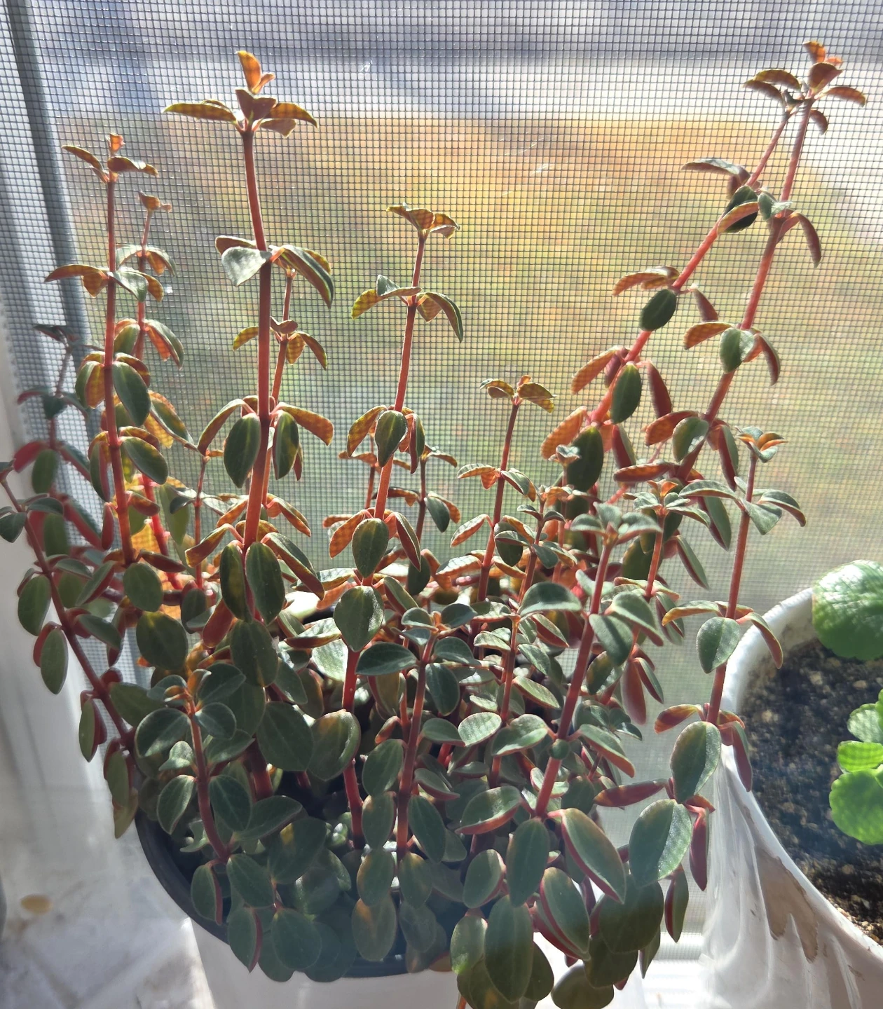 Potted Peperomia Plant