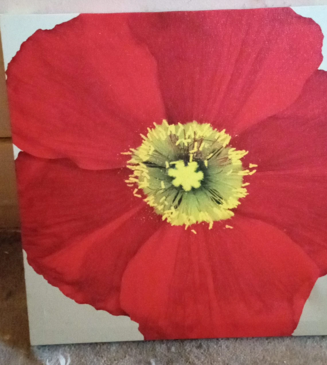 Red Poppy Flower Canvas Art image indicator(1)