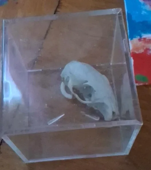 Animal Skull in Acrylic Box