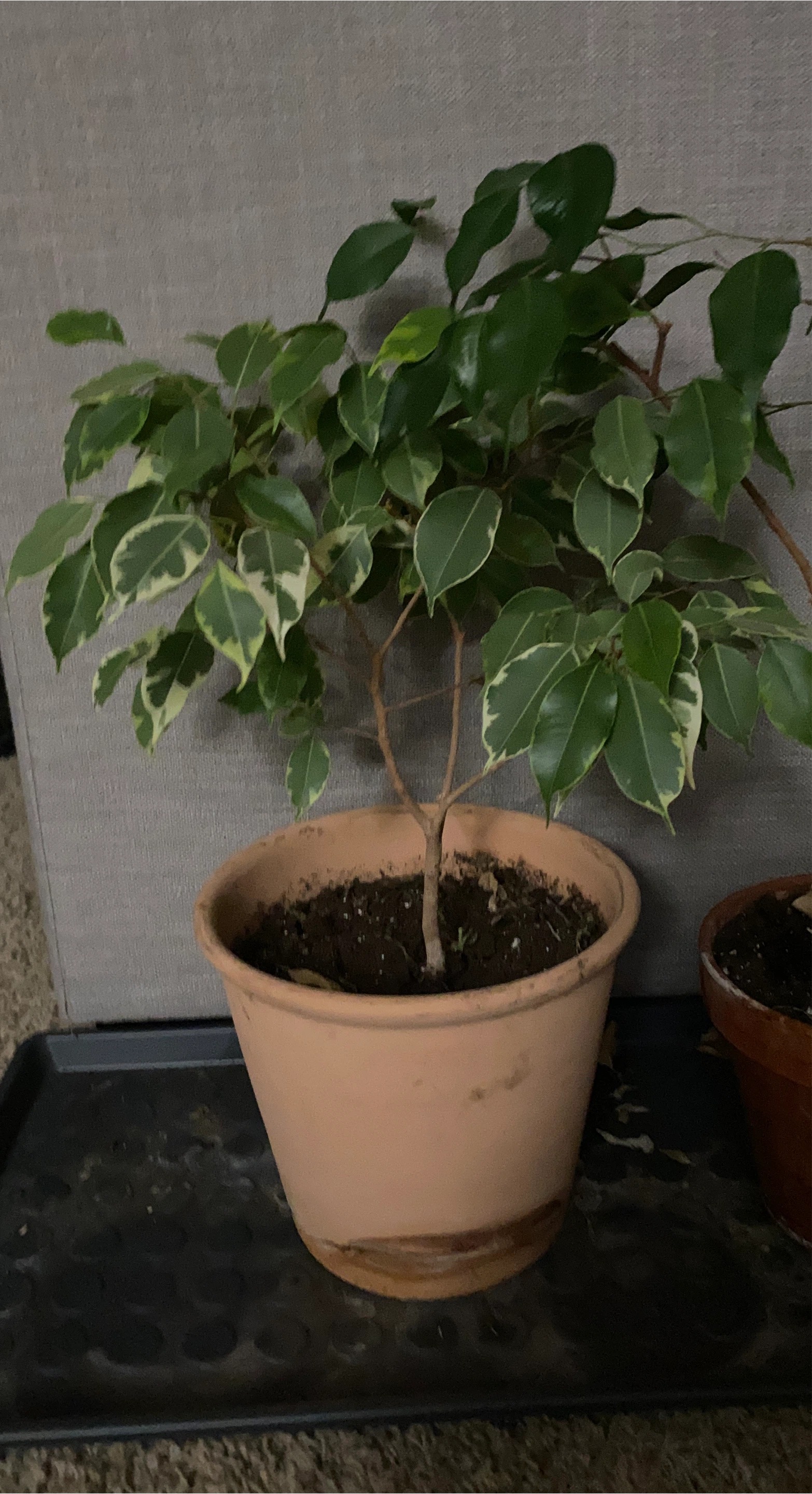 Potted Weeping Fig Tree