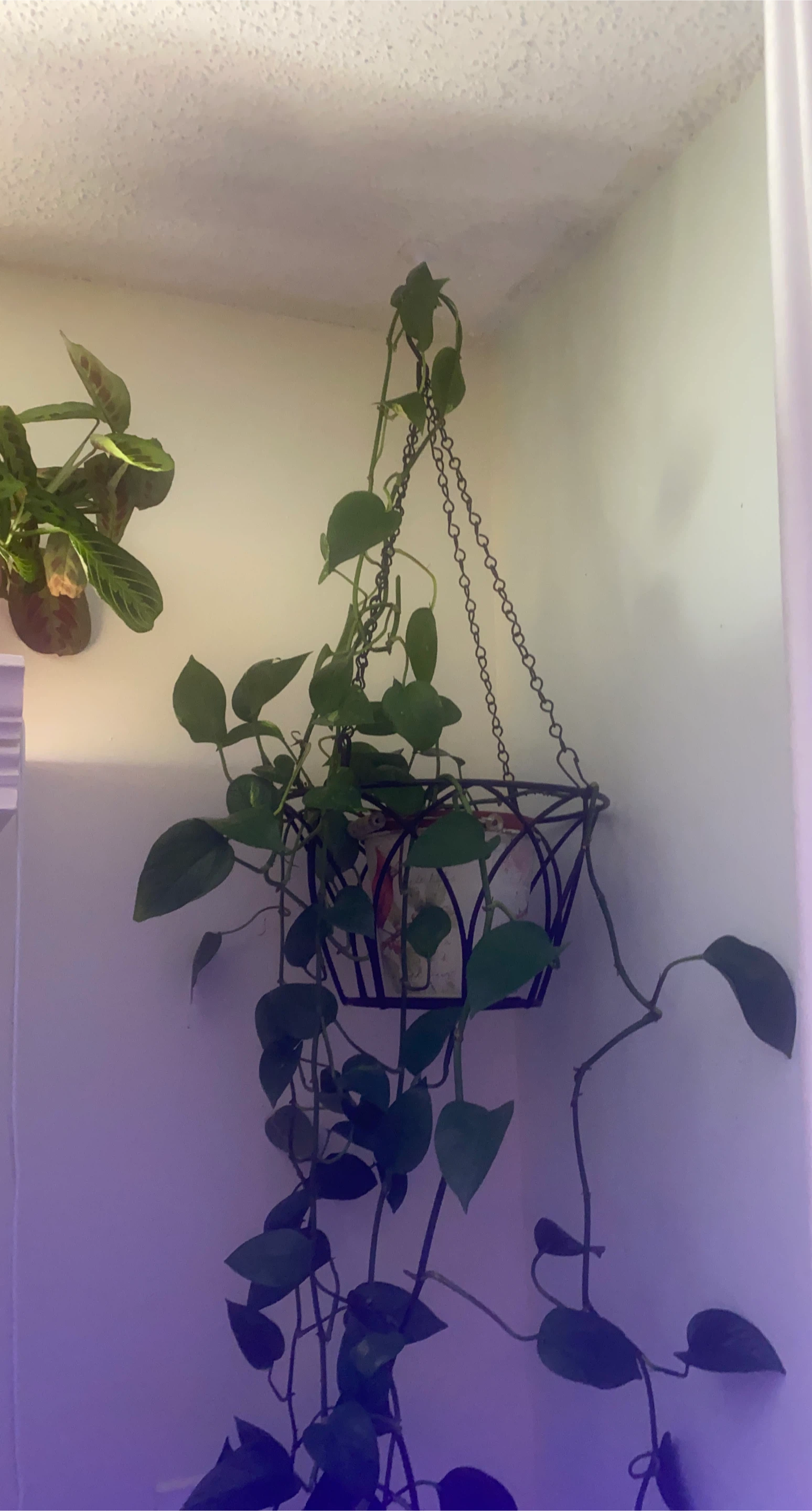 #Cleanout - Pothos Plant in Hanging Basket
