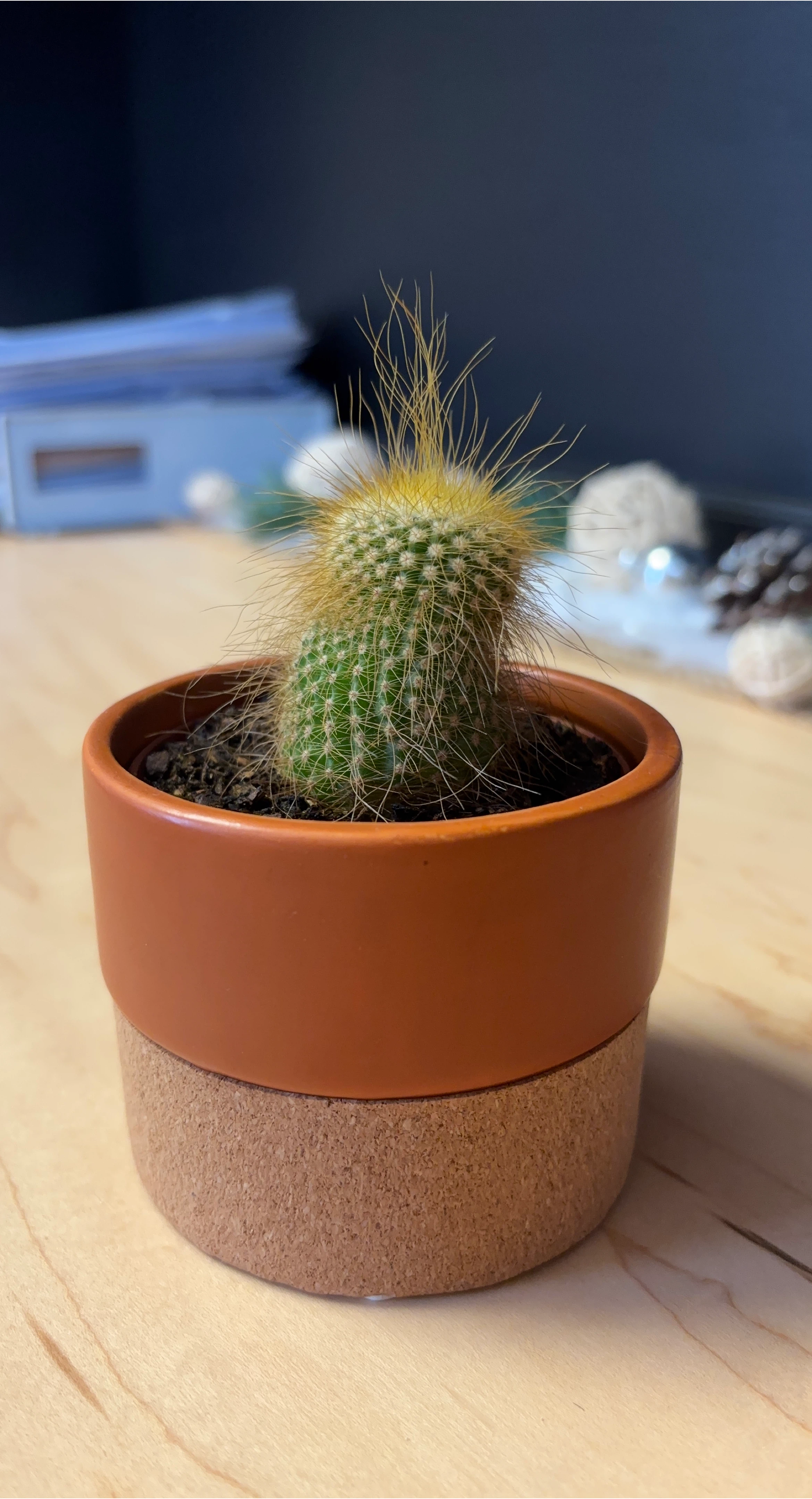 Cactus in Terracotta Pot