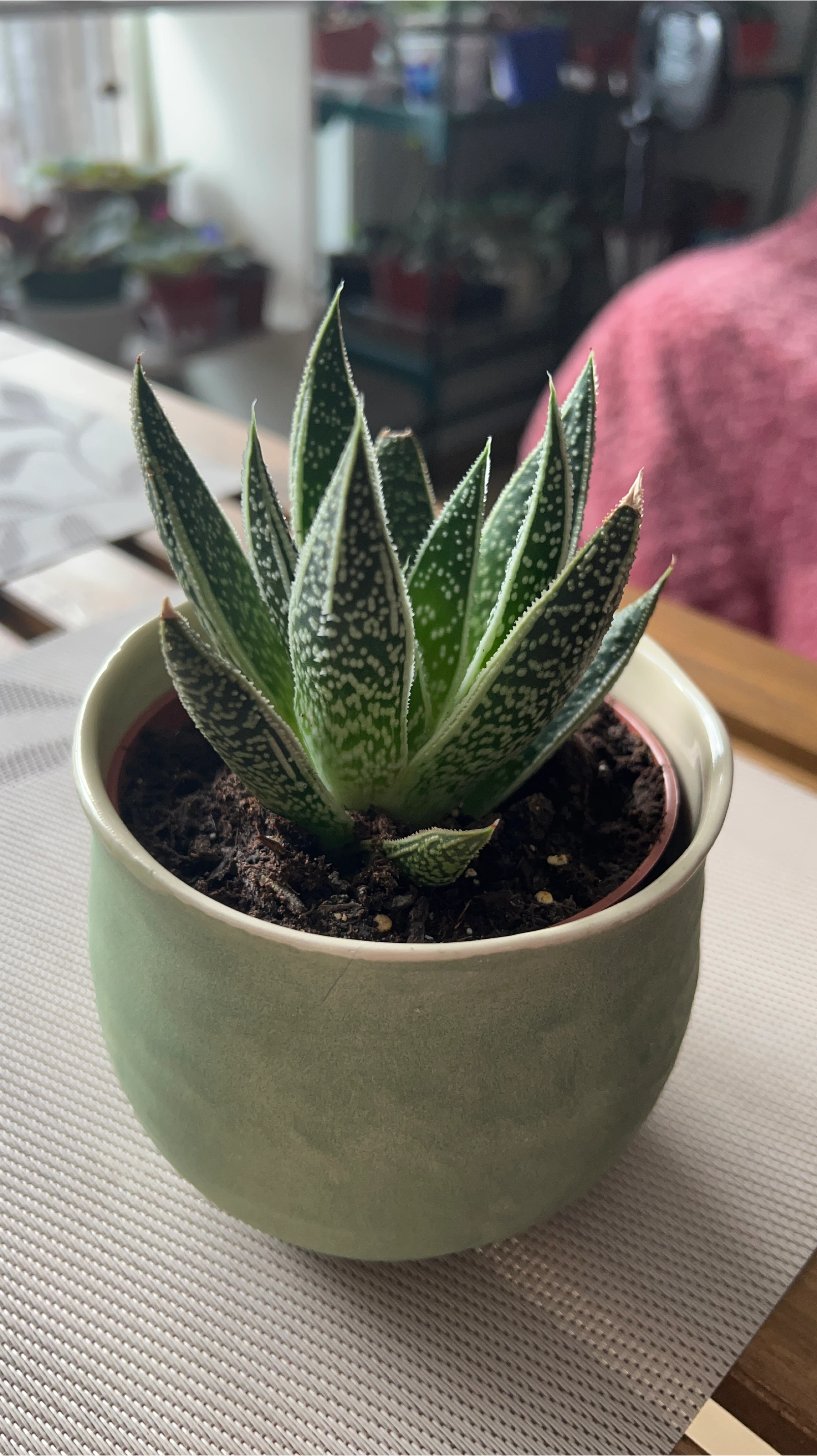Aloe plant in green pot