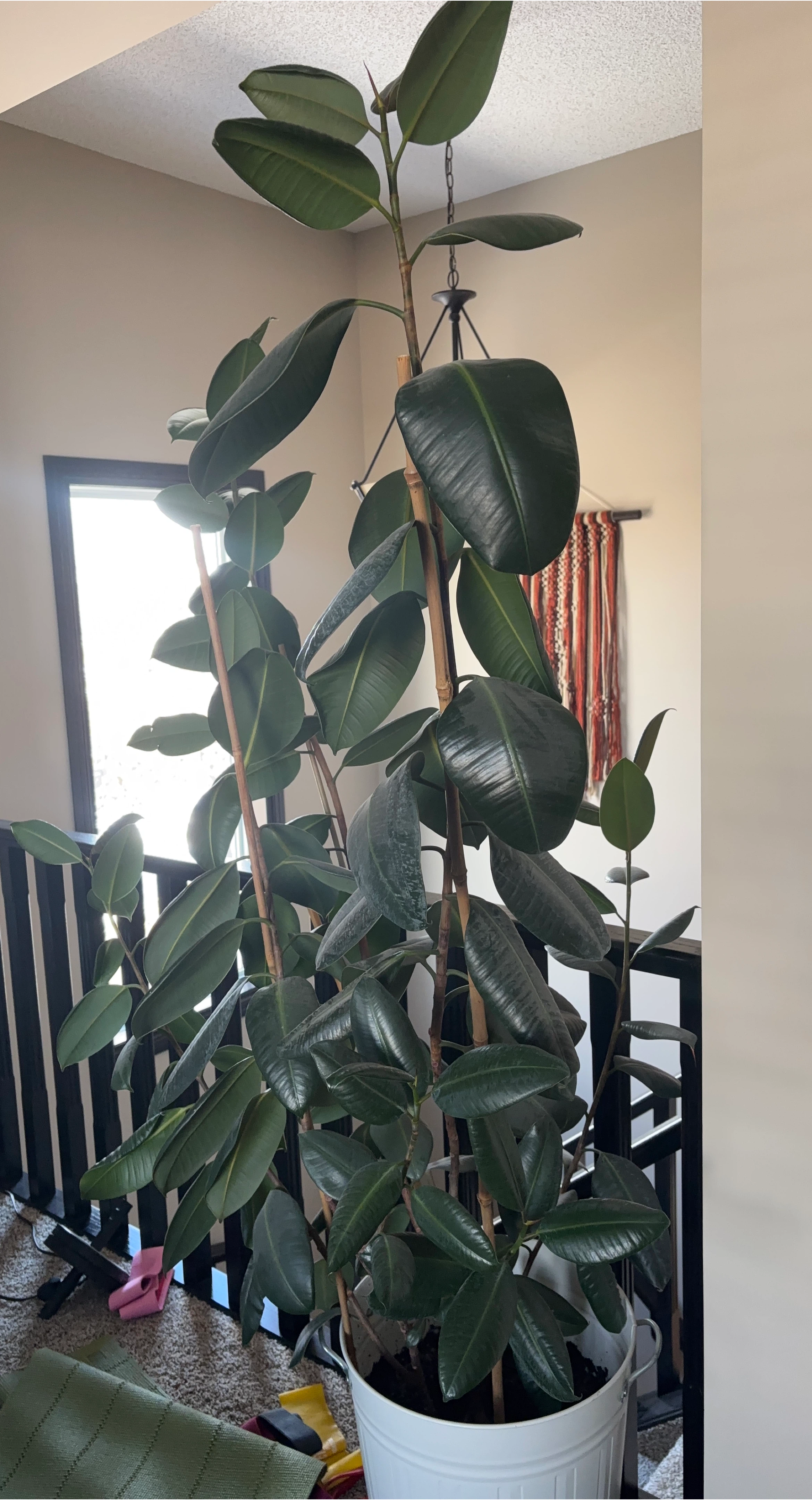 Ficus Elastica Rubber Plant