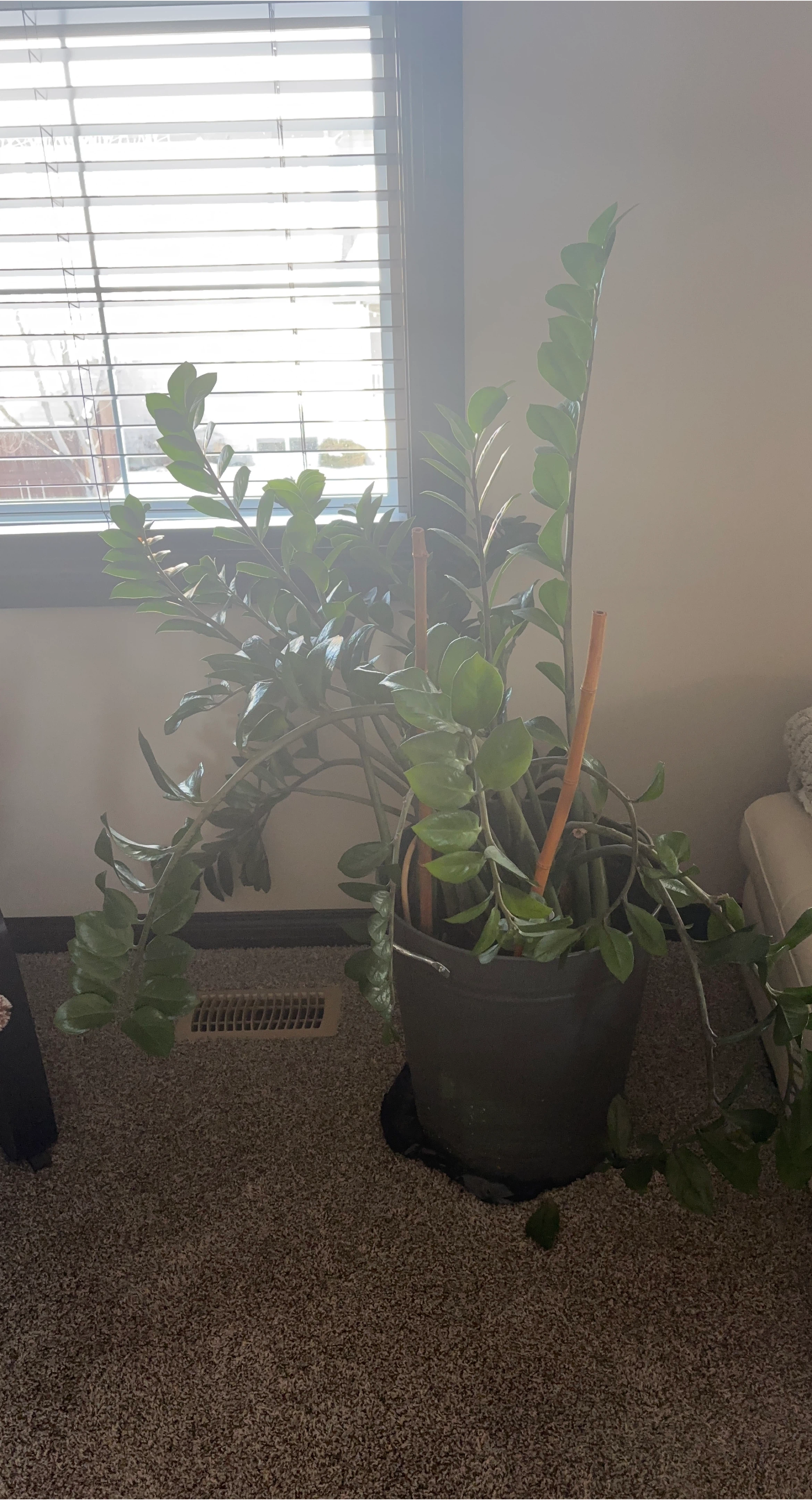 ZZ Plant-Rubber Tropical.  in Dark Grey Pot