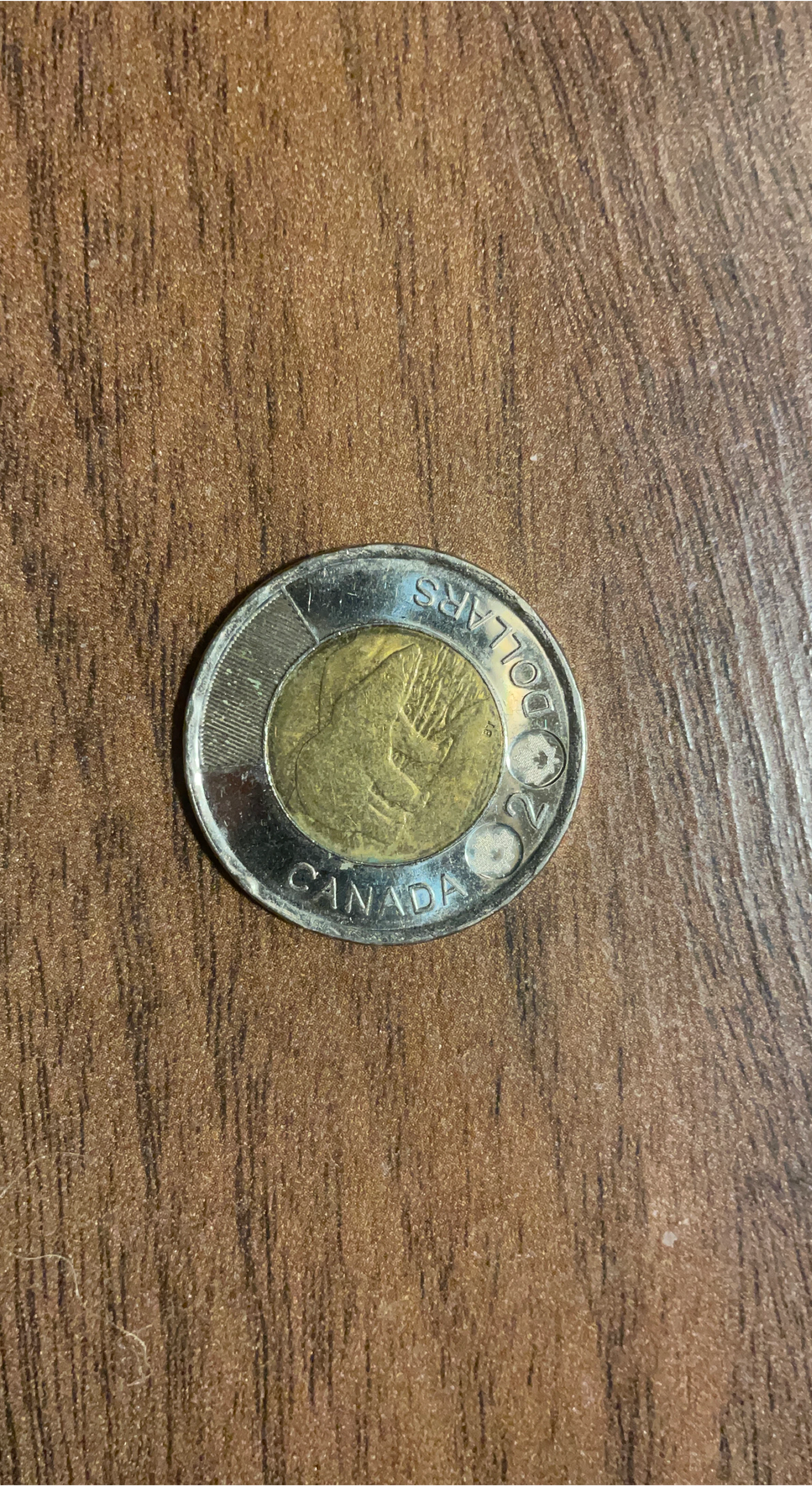 Canadian 2014 polar bear Toonie