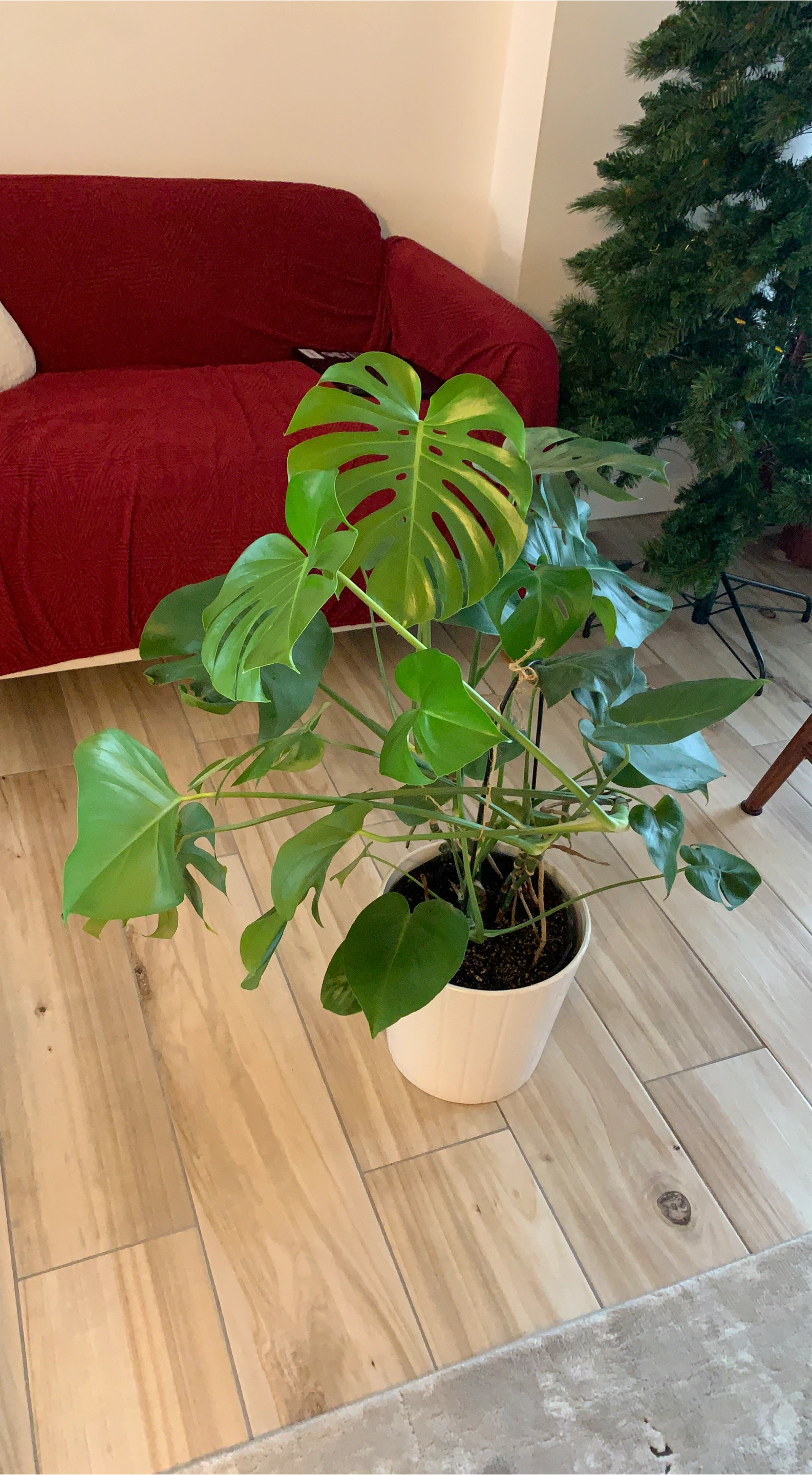 Monstera Plant in White Pot