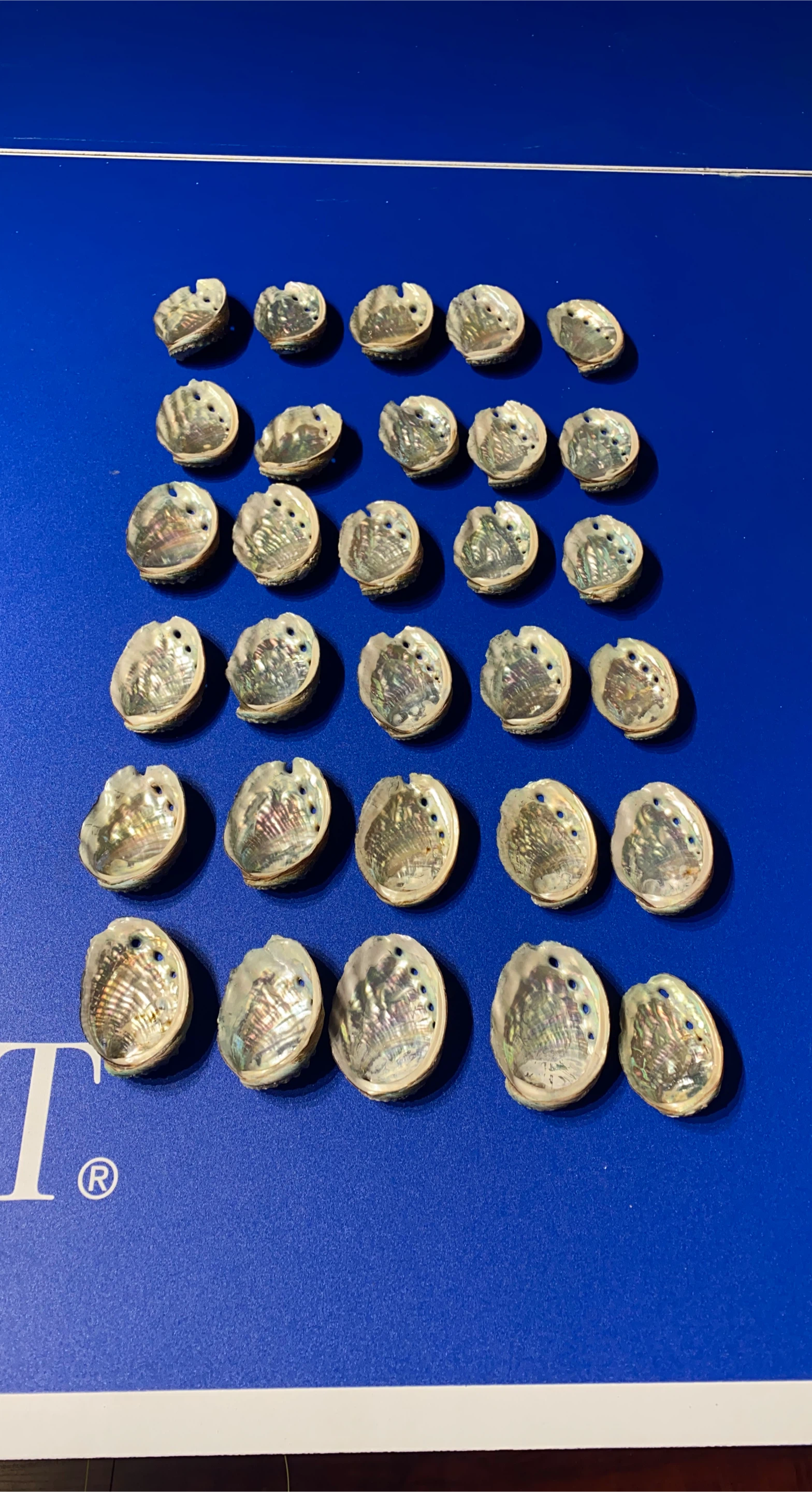 Abalone Shells 30