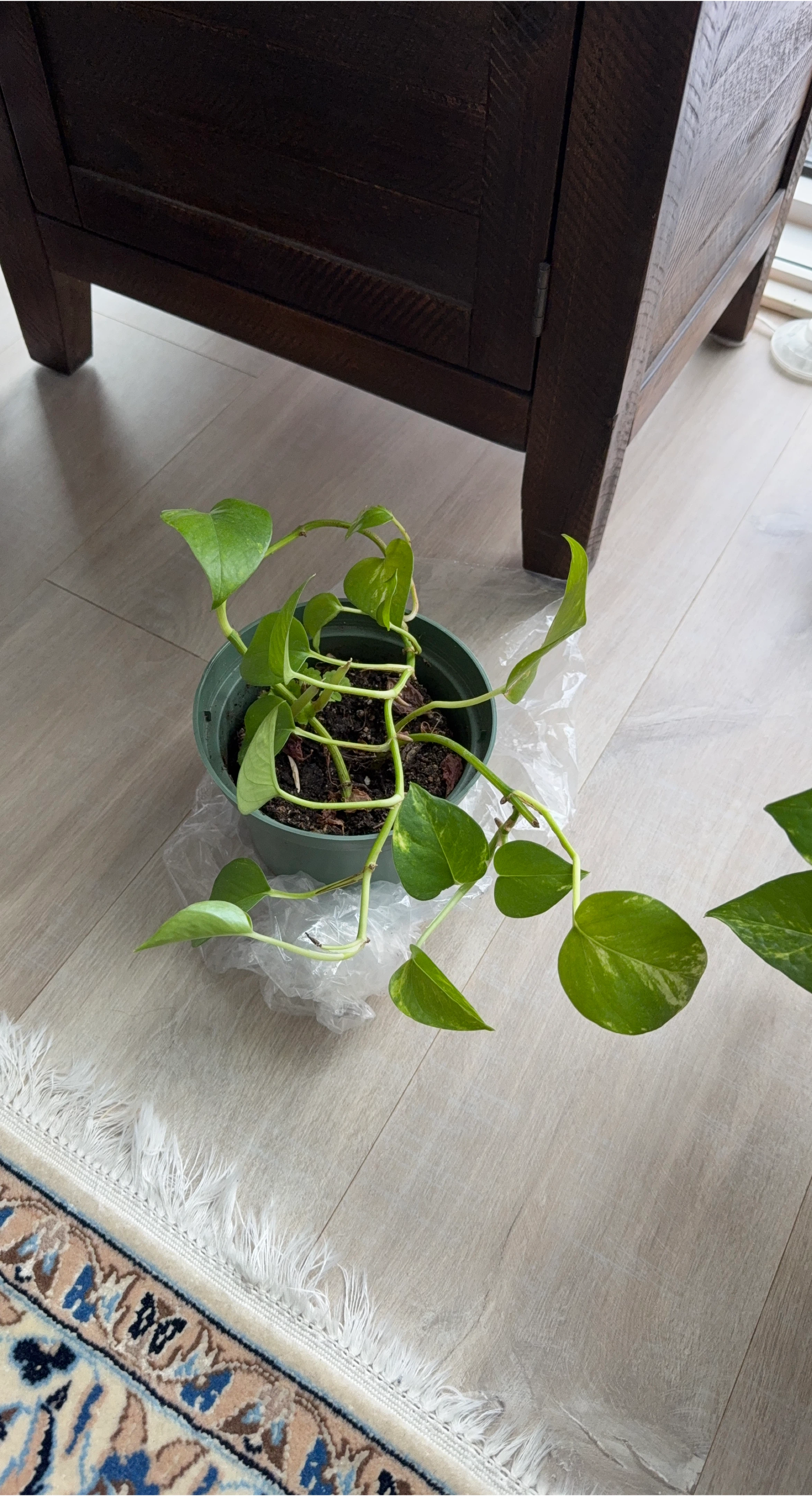 Potted Golden Pothos Plant