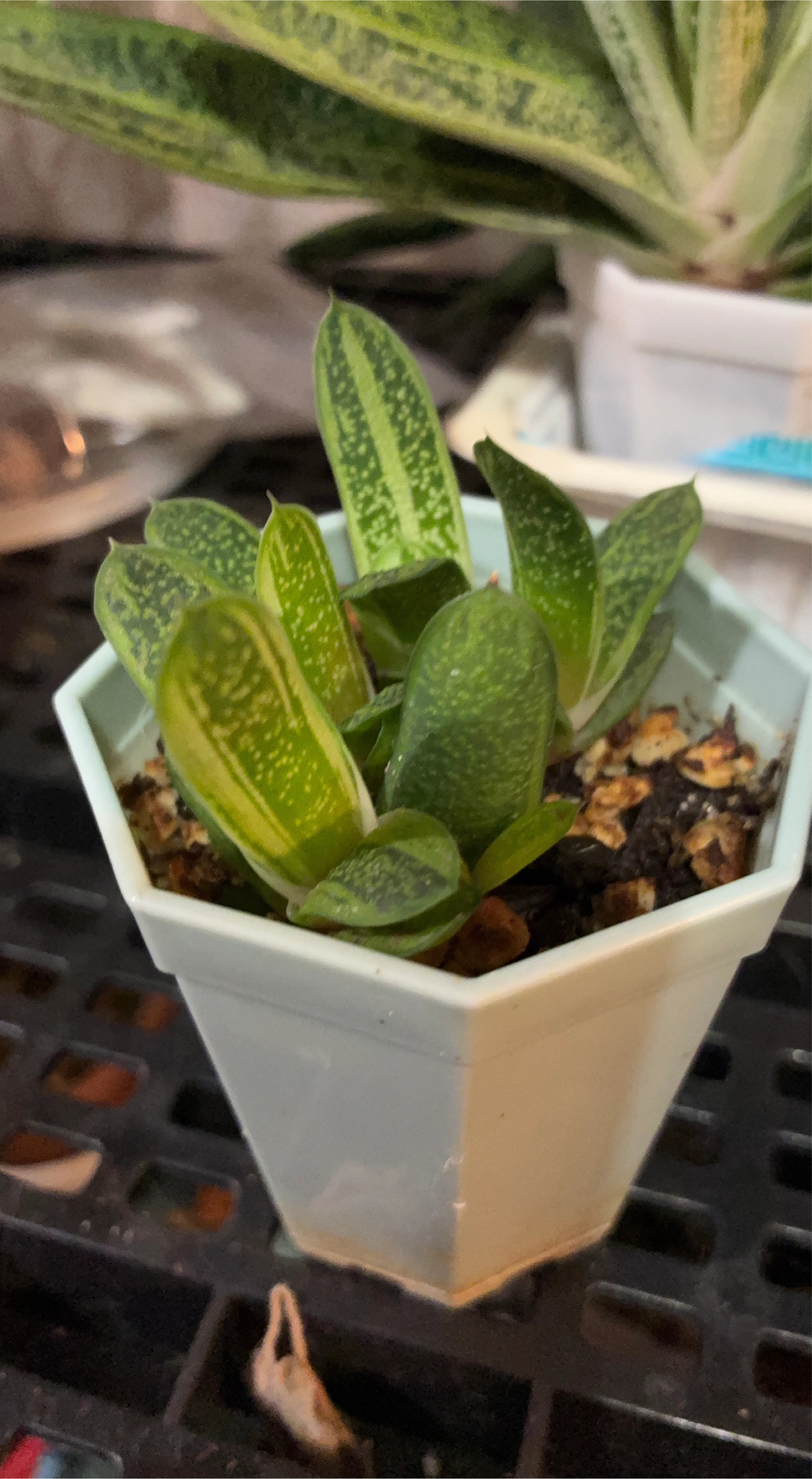 Small Green Gasteria Plant