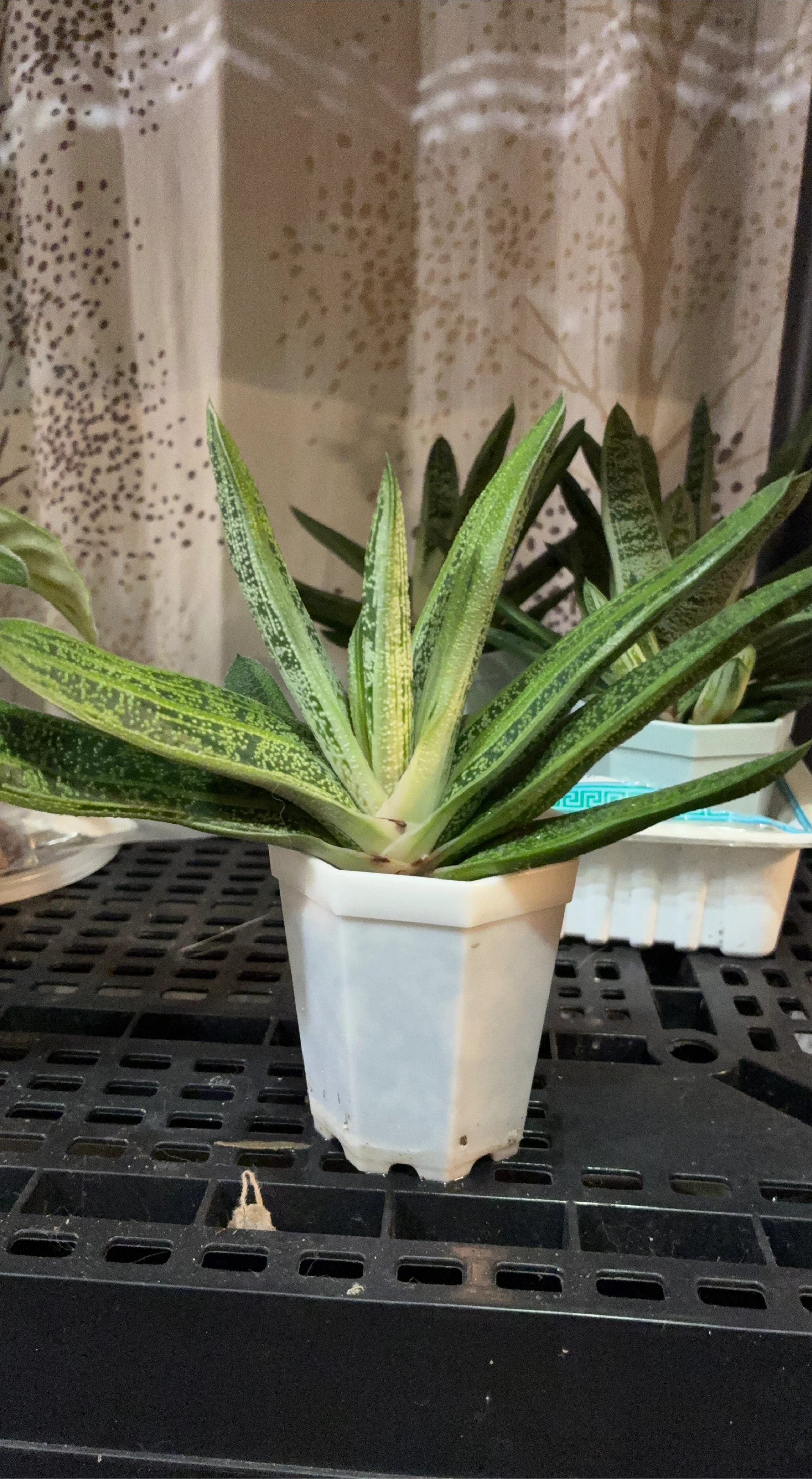 Gasteria Plant in White Pot