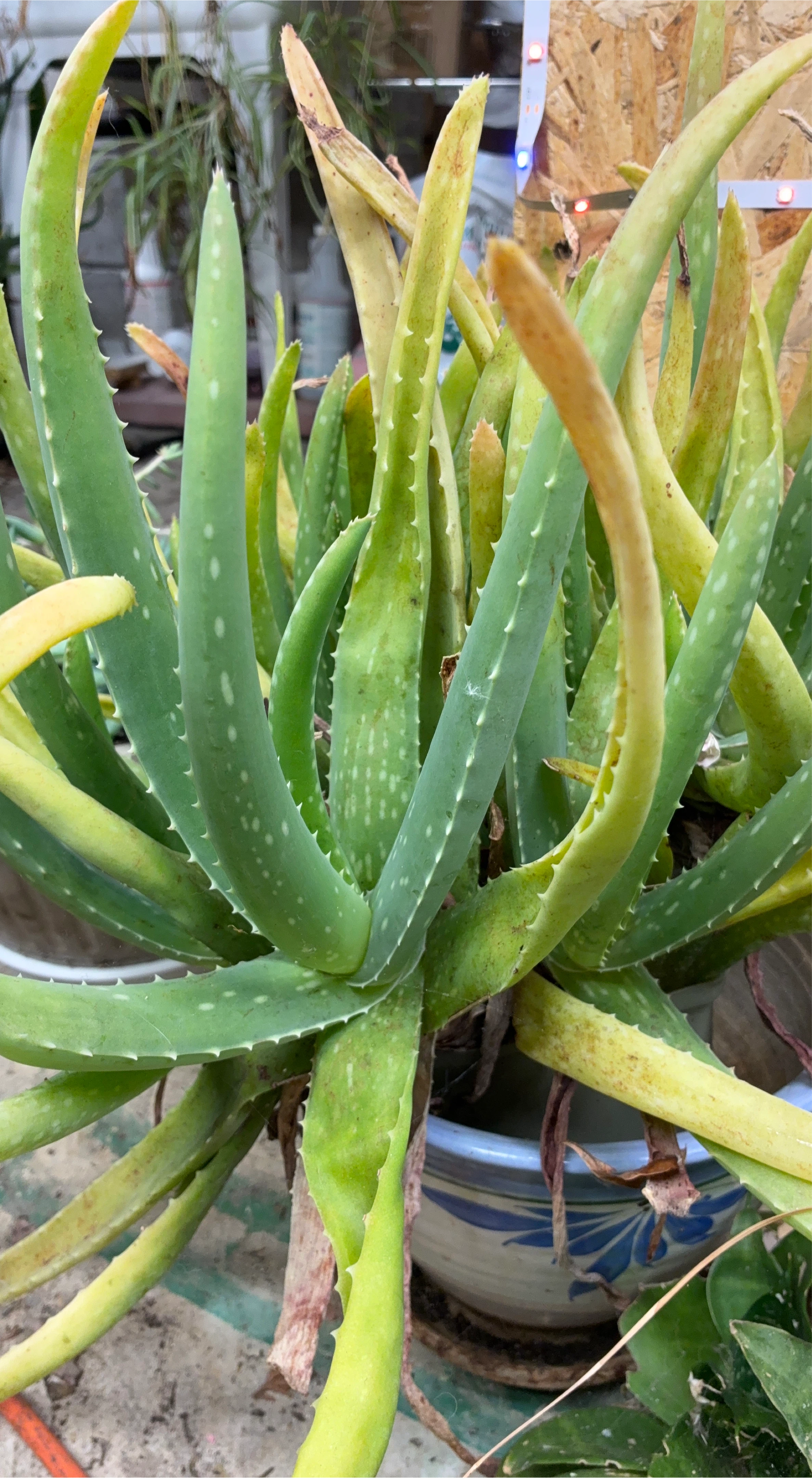 Aloe Vera Plant