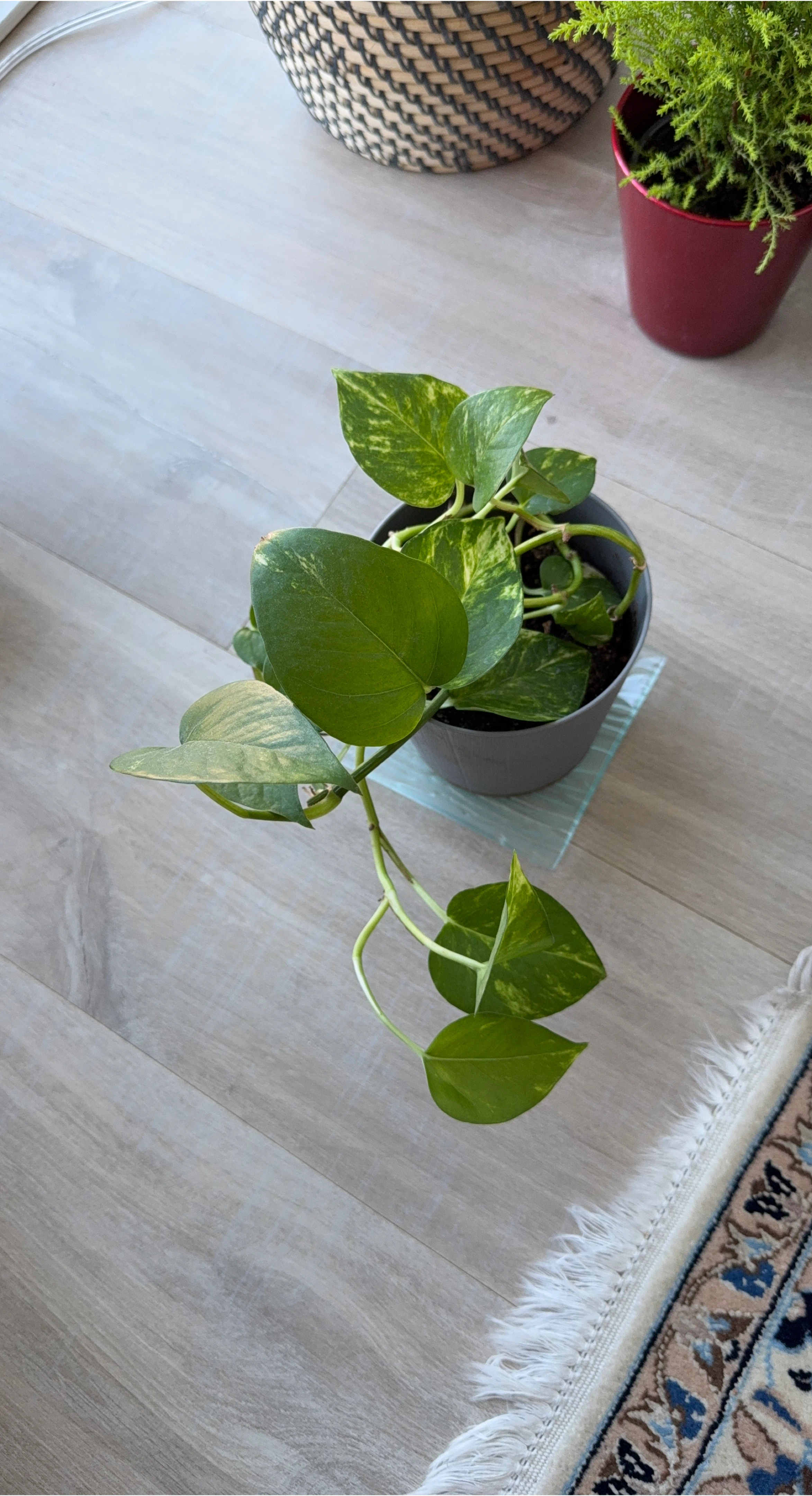 Pothos Plant