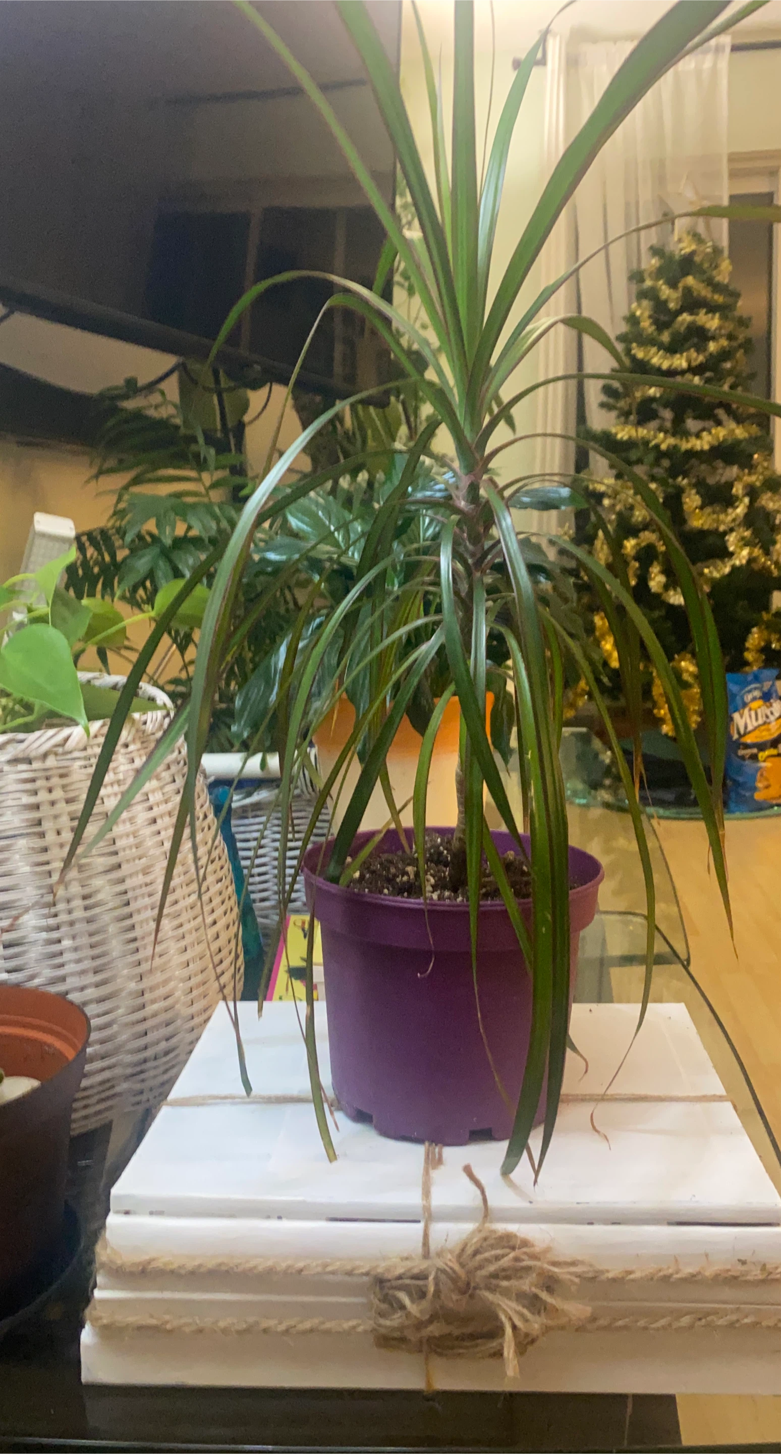 Dragon Tree Plant