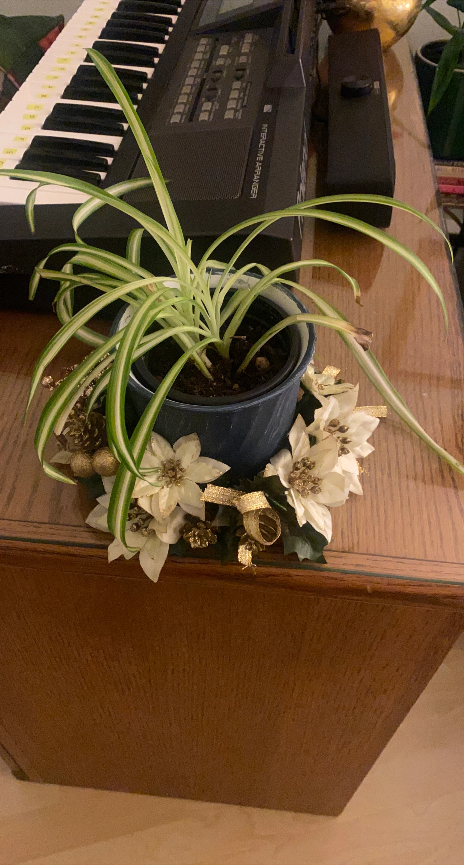 Spider Plant in Blue Pot