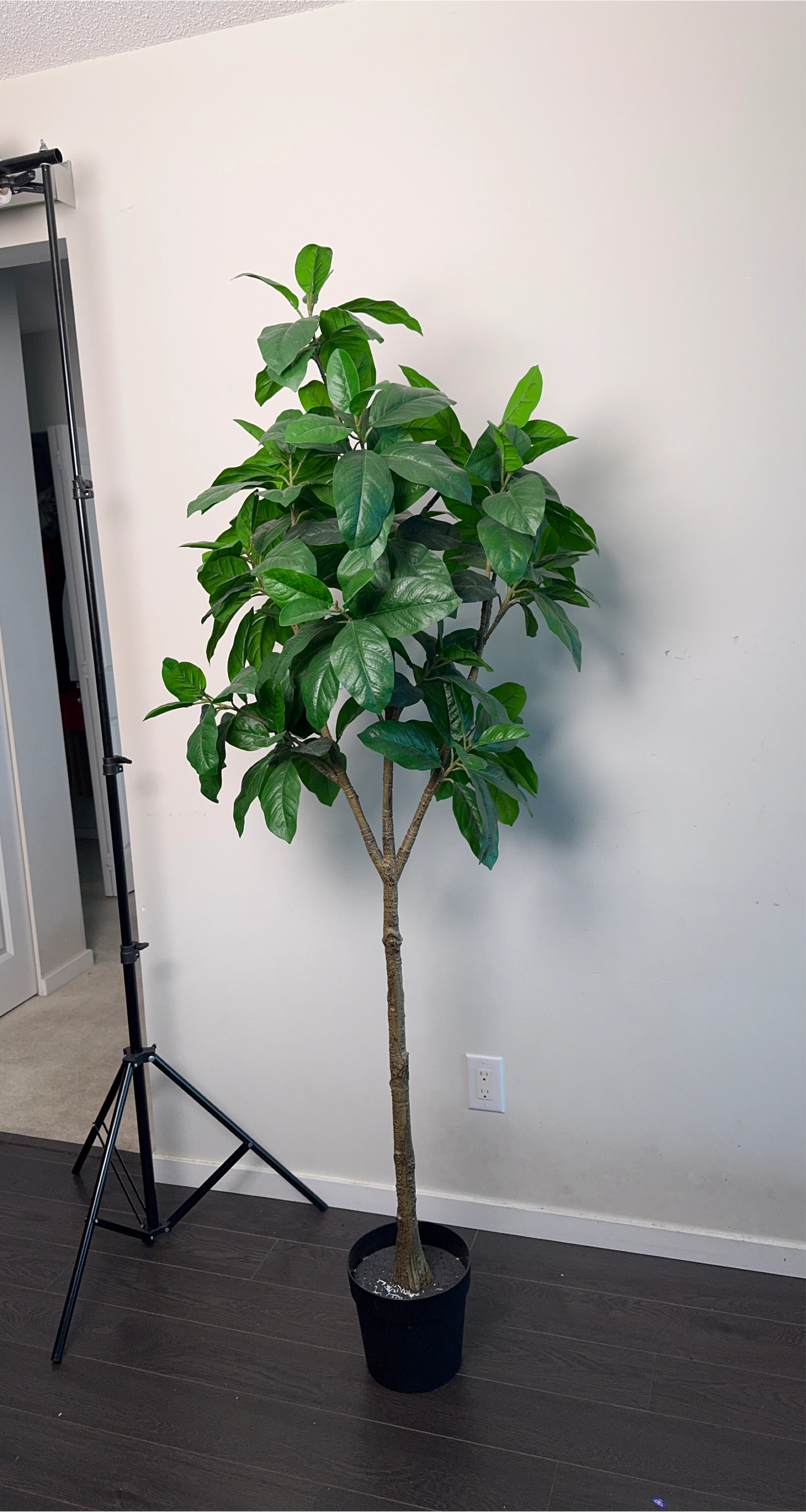 Faux Ficus Tree in Black Pot