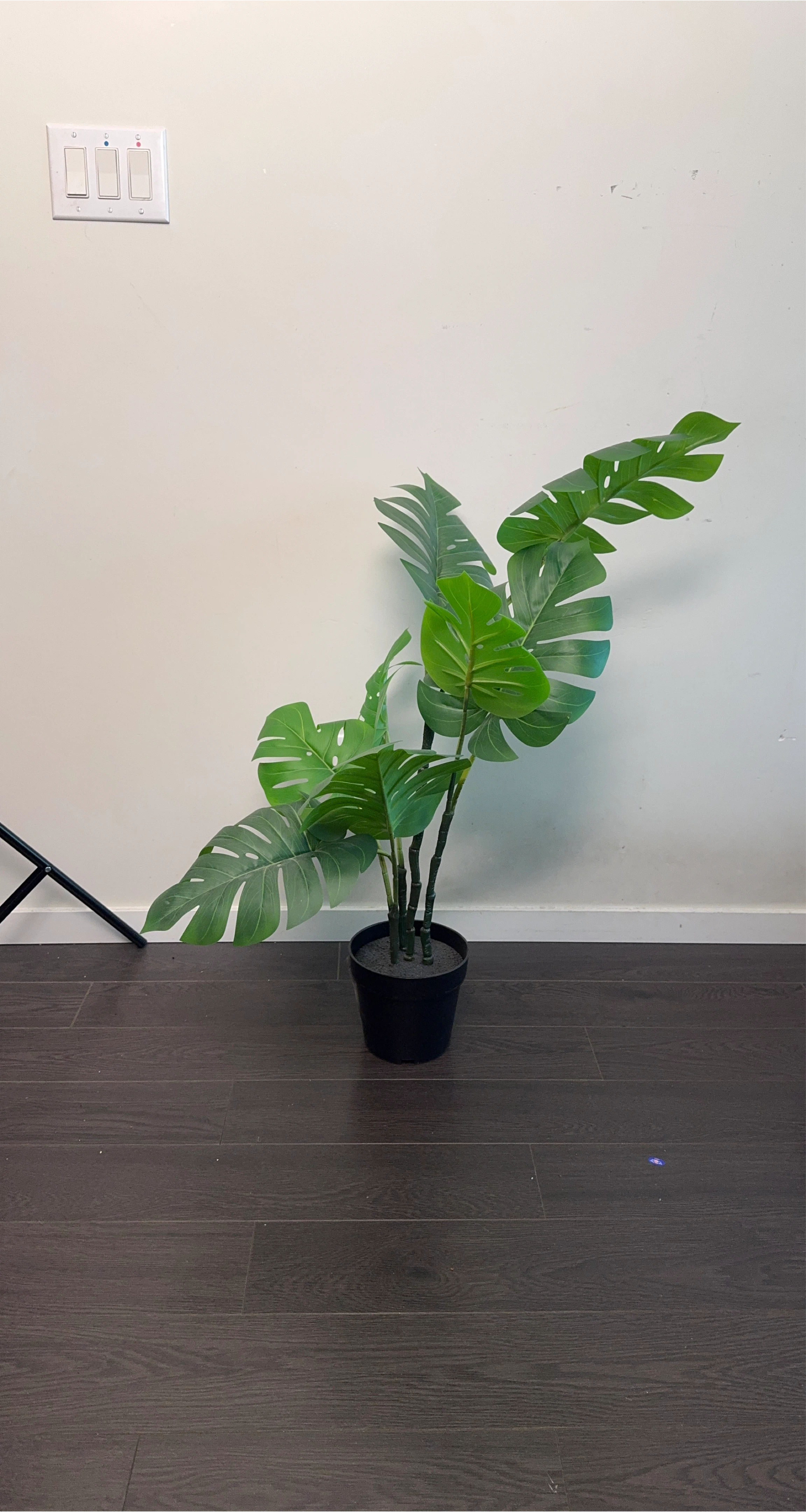 Monstera Plant