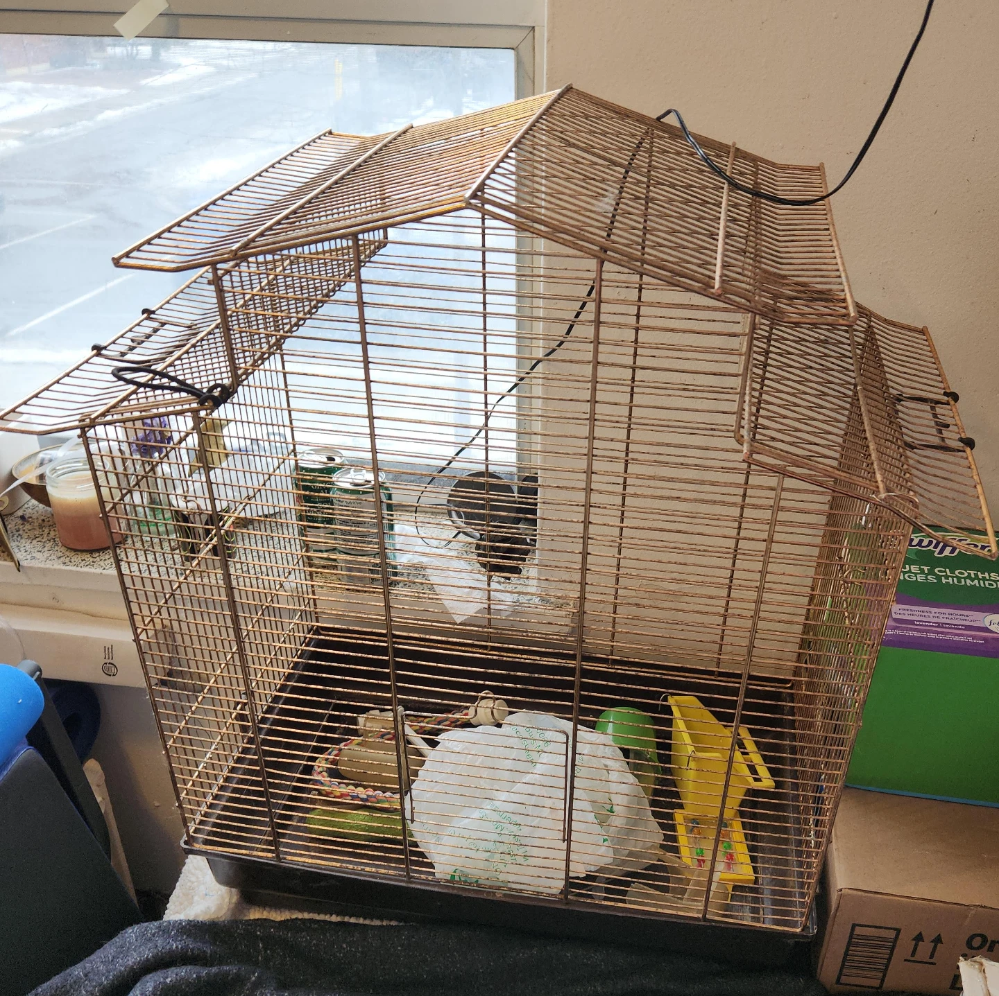Bird Cage