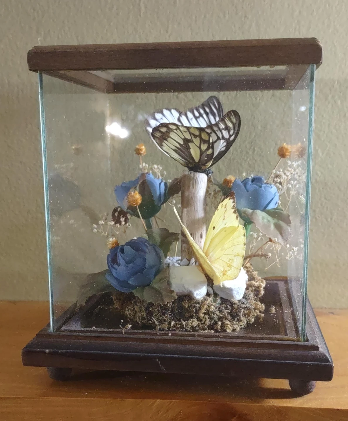 Taxidermy Butterfly Display Case