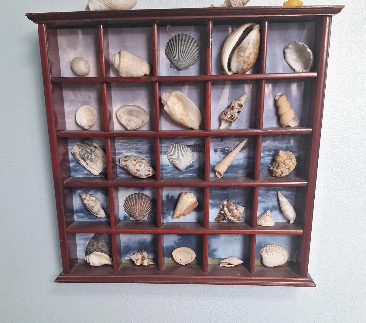 Seashell Display Case
