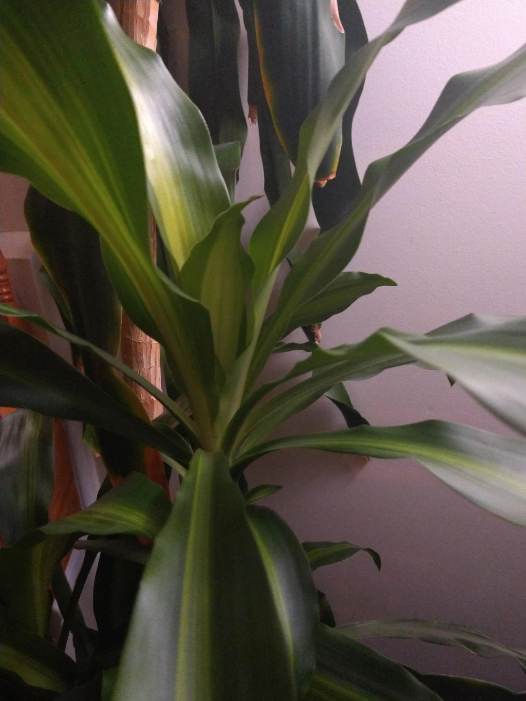 Dracaena Fragrans Plant