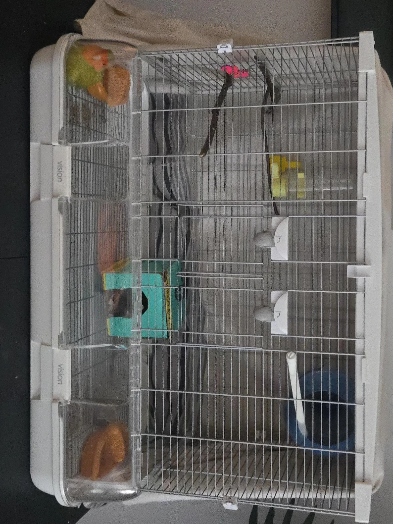 Vision Bird Cage
