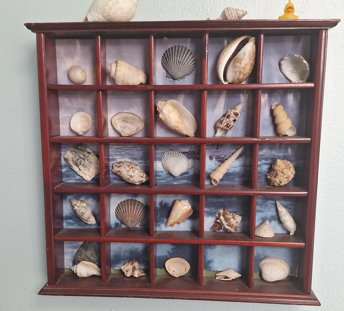 Seashell Display Case