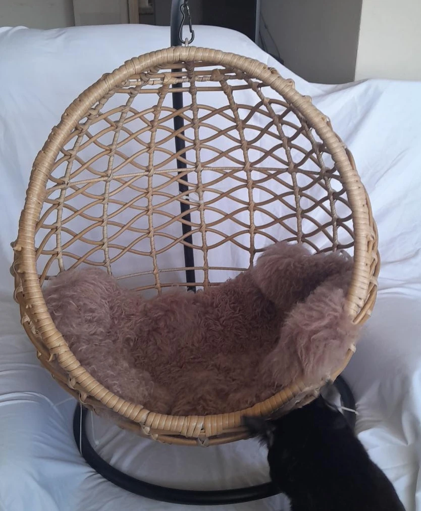 Wicker Hanging Egg Chair for Cats and Small Dogs with