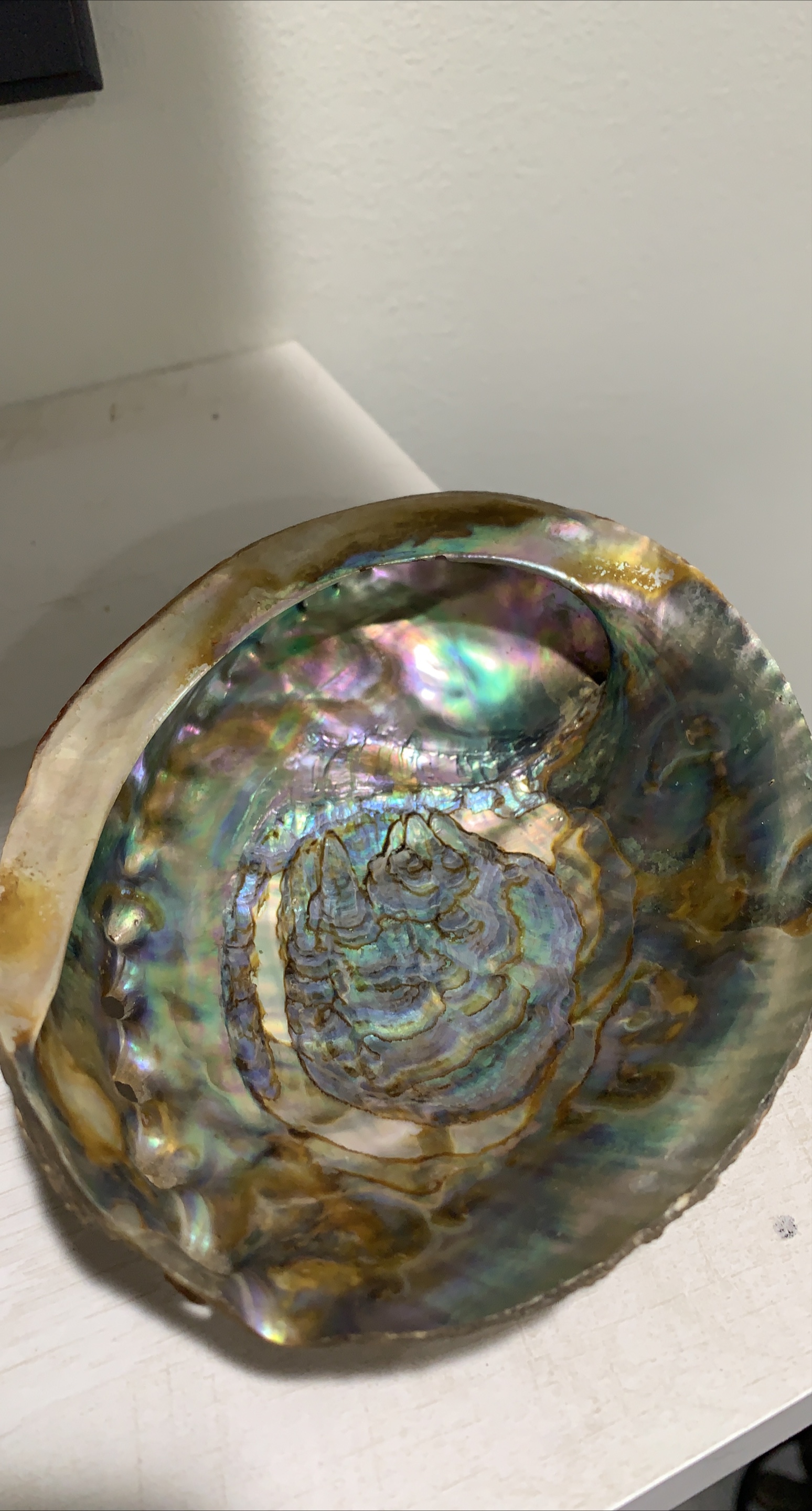 Abalone Shell with Wooden Stand