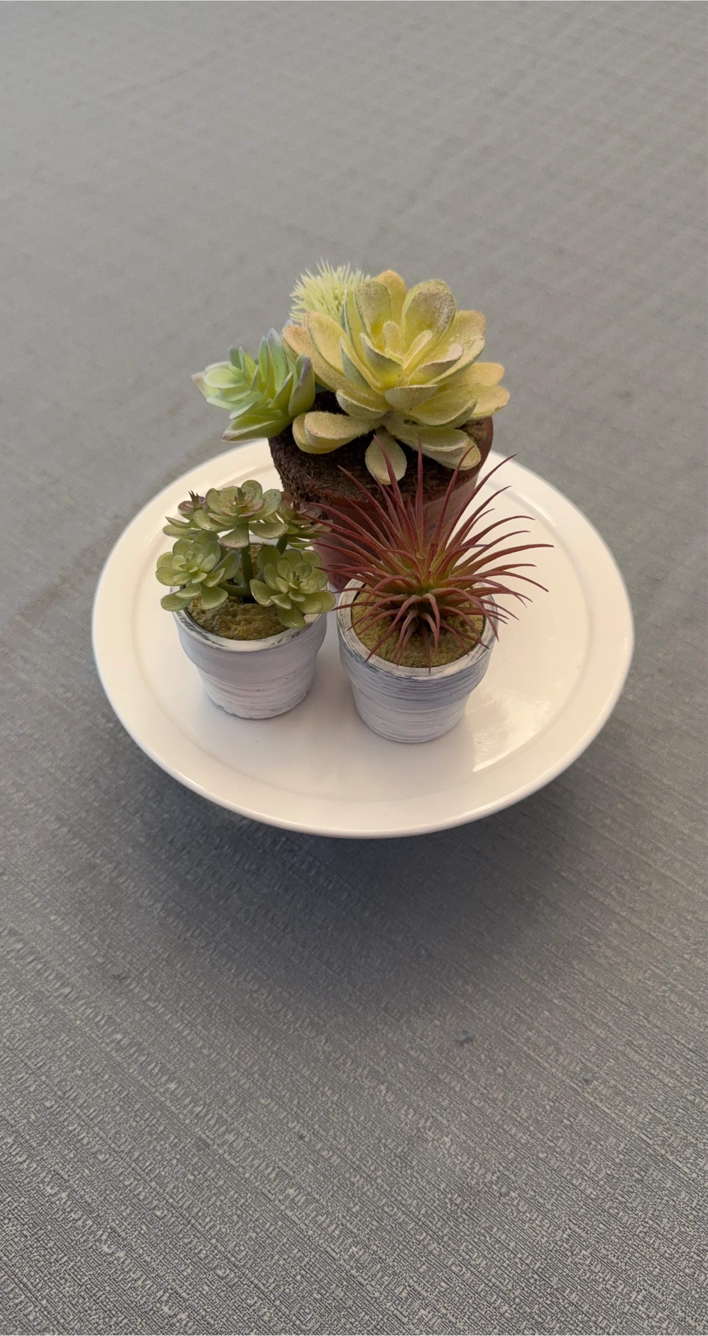 Set of 3 Faux Succulents in Decorative Pots