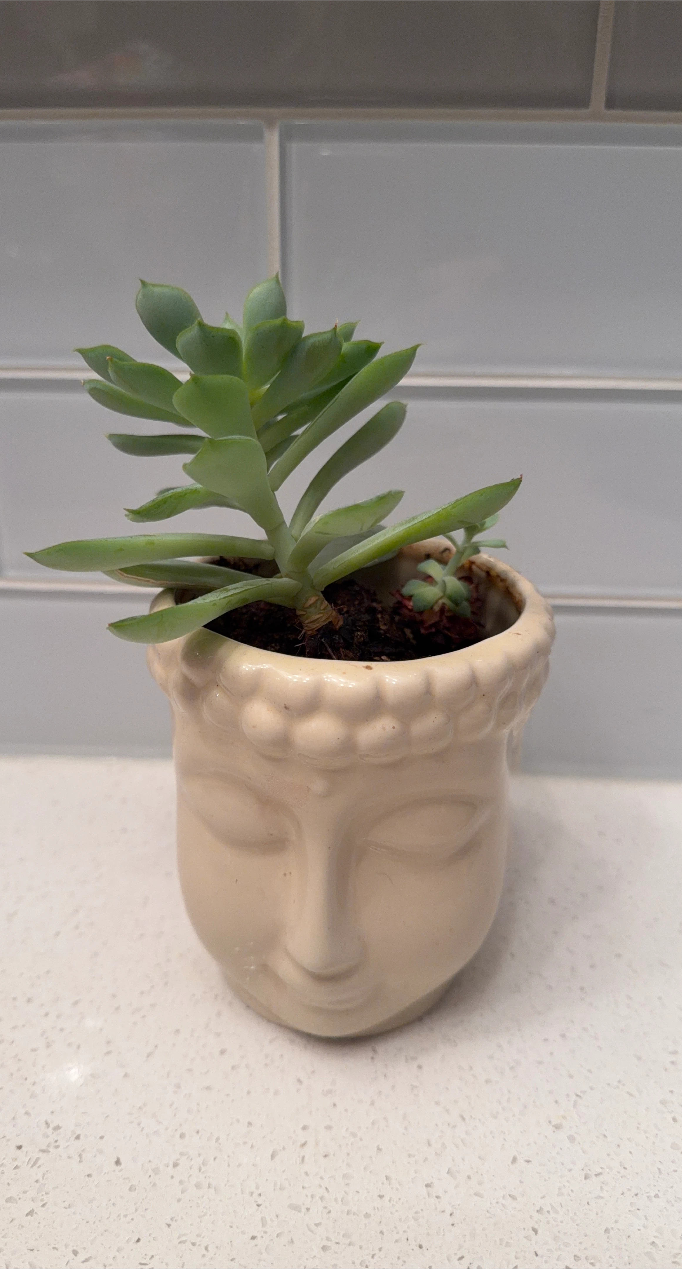 Succulent in Buddha Face Planter