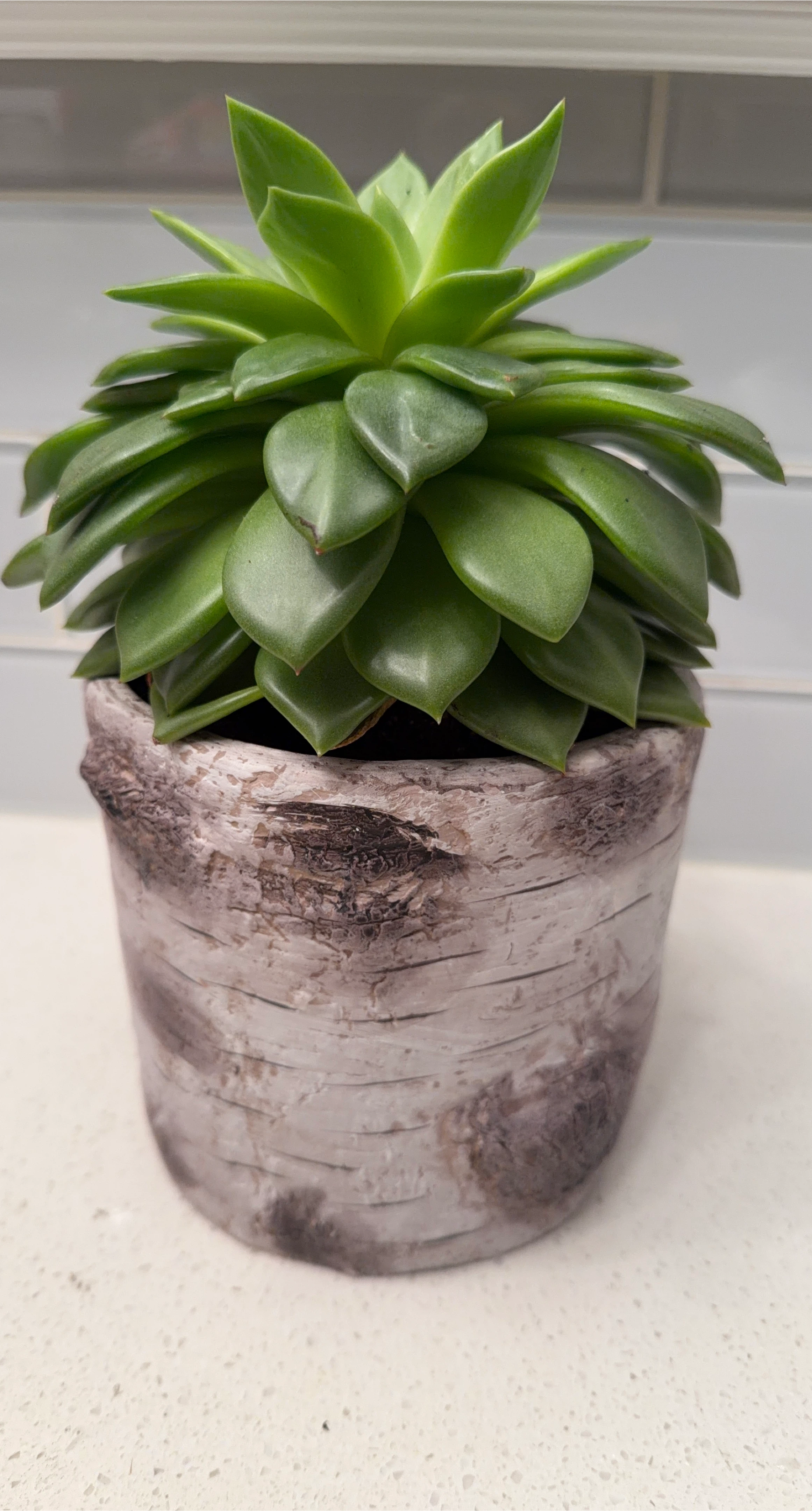Succulent in Decorative Pot