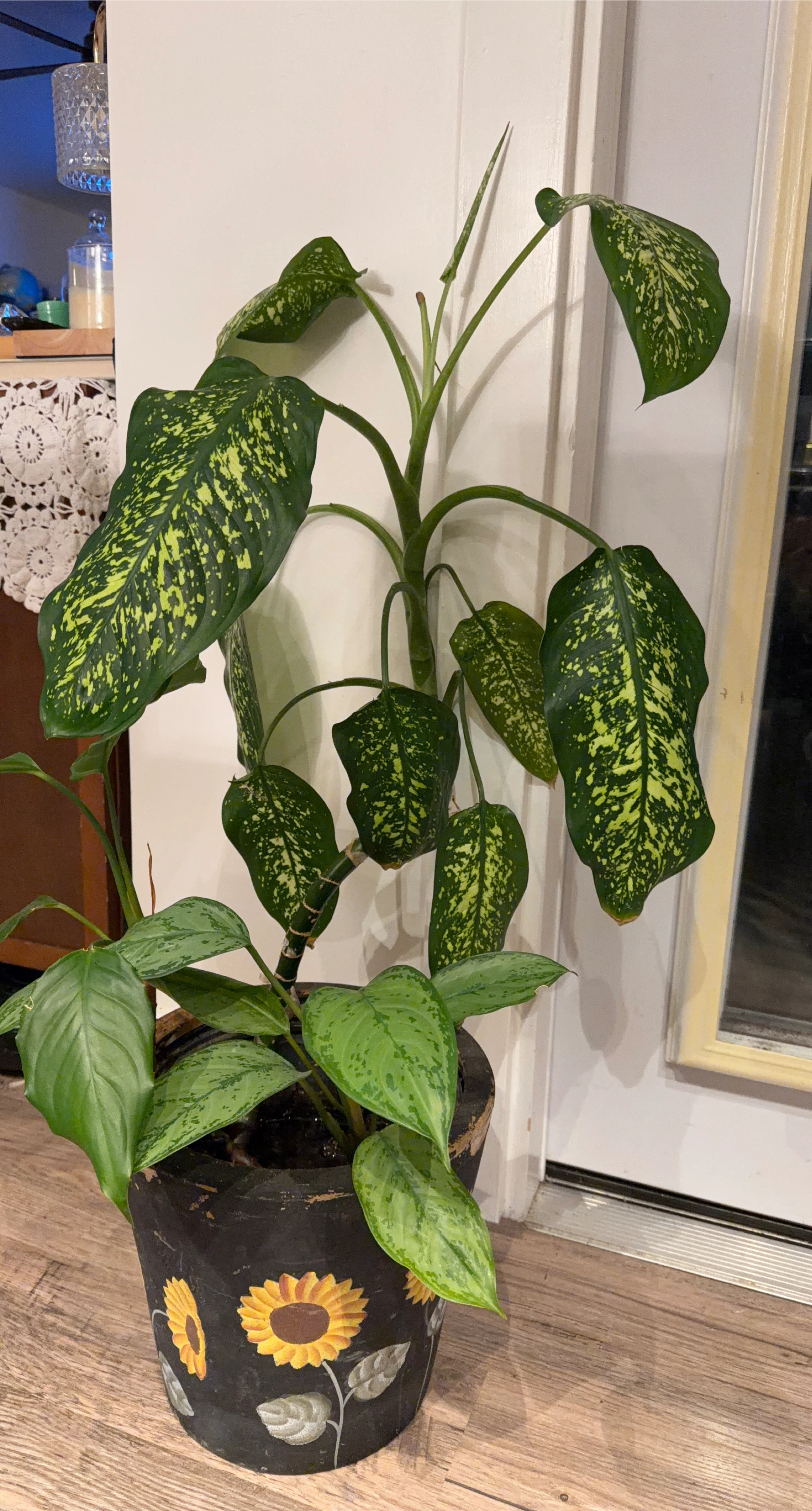 Dieffenbachia Plant in Sunflower Pot