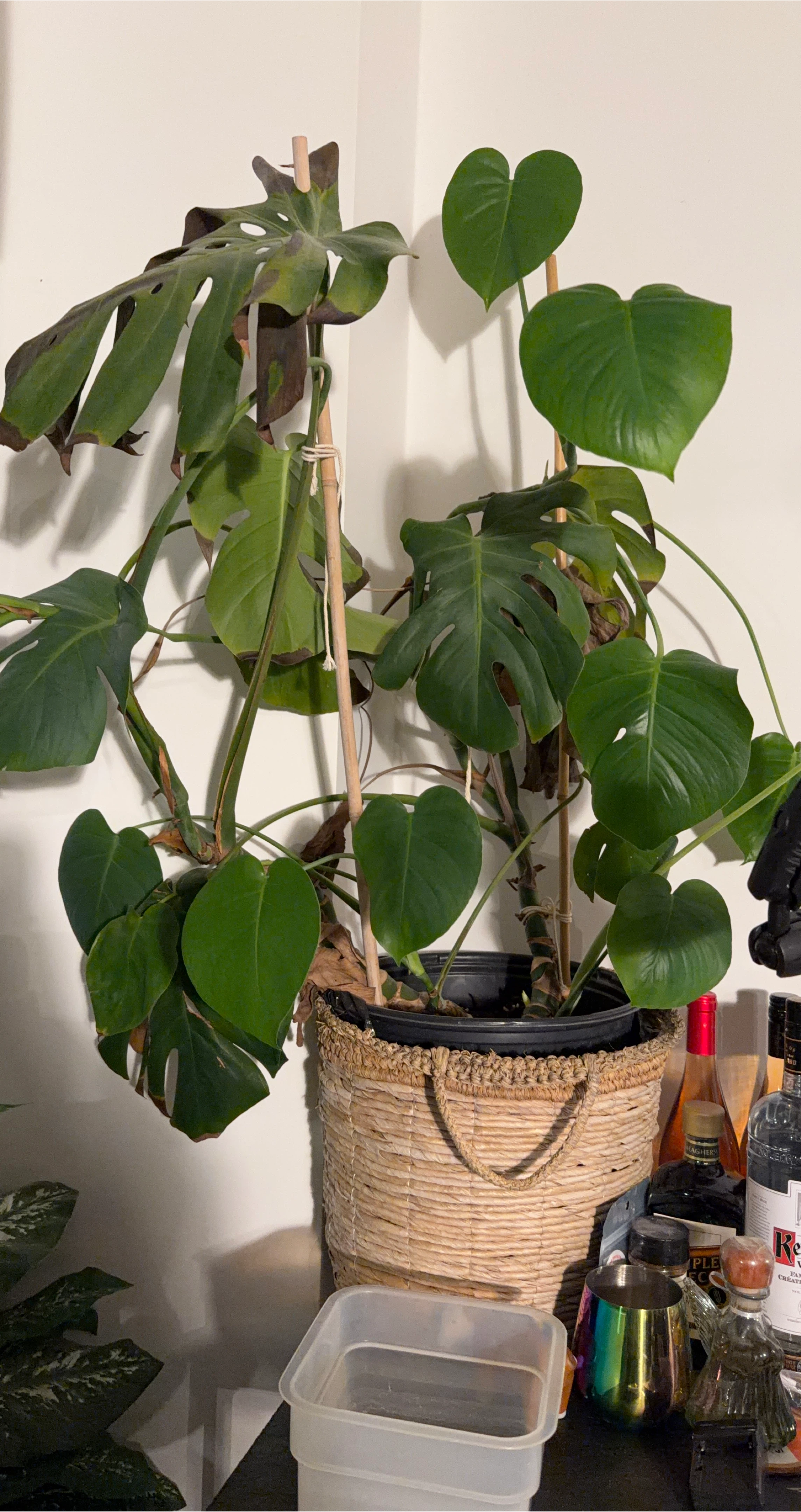 Monstera Plant with Basket