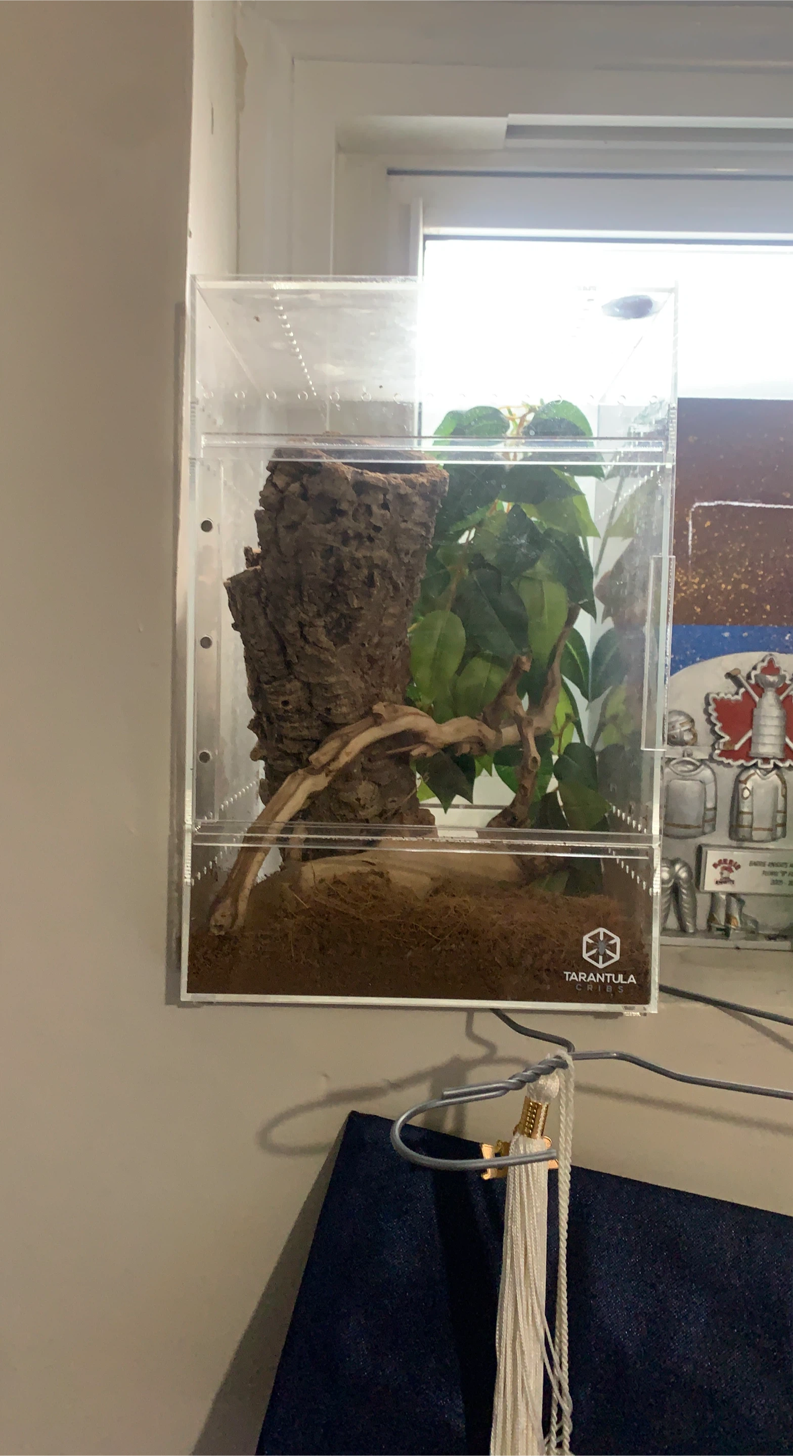 Tarantula Cribs Acrylic Enclosure